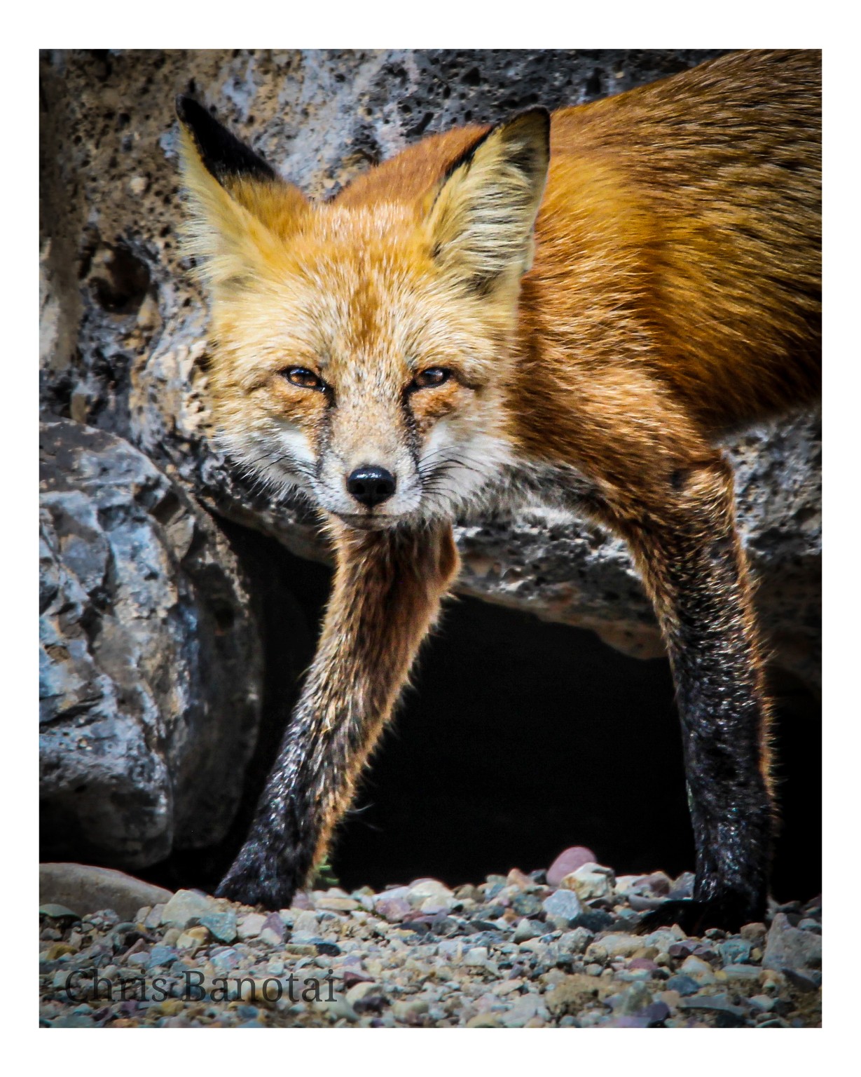 Red fox facing the camera among dark, weathered boulders, its orange coat bright against the stone.