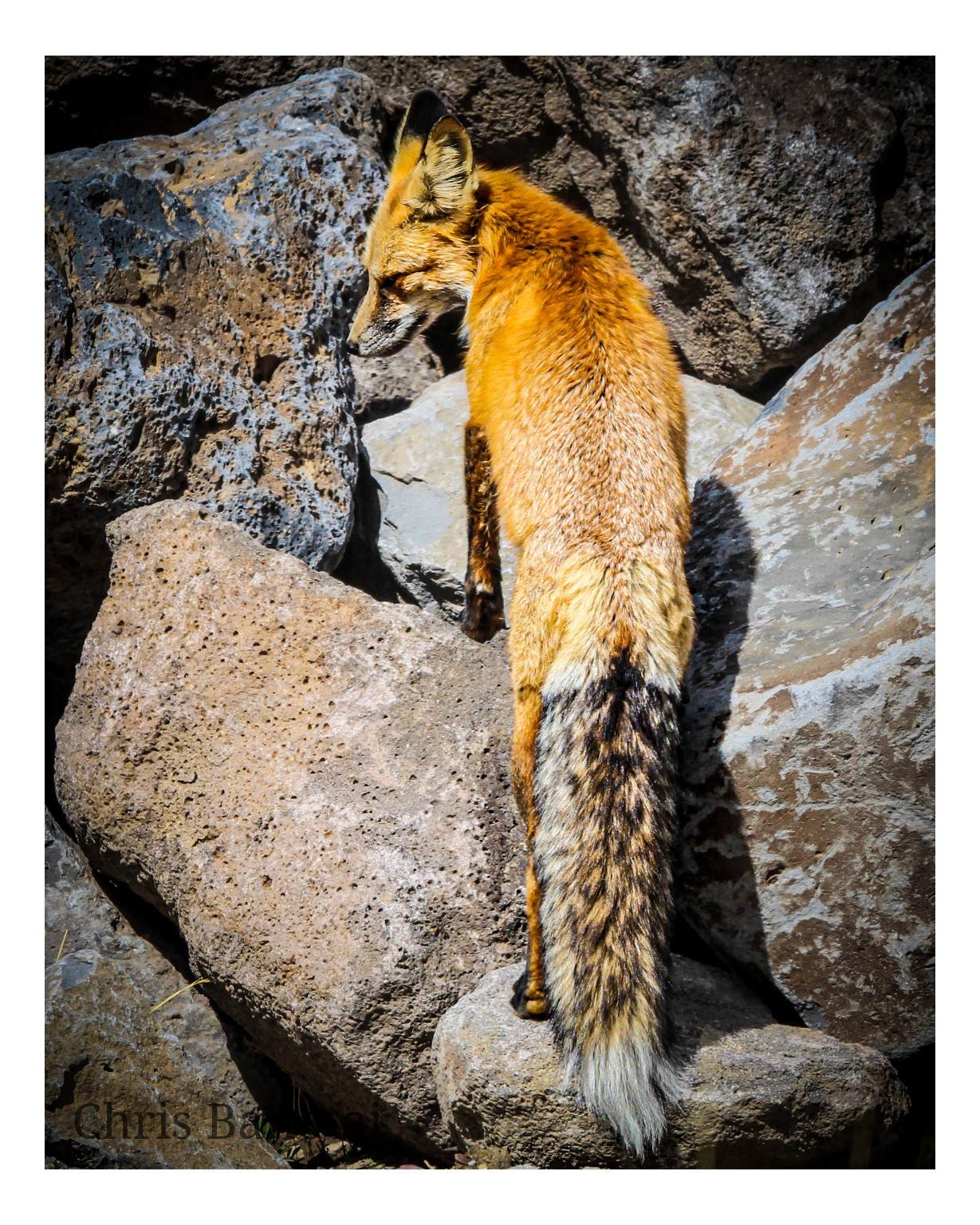 Red fox standing among large rocks and looking back over its shoulder, with its long tail hanging down the stone.