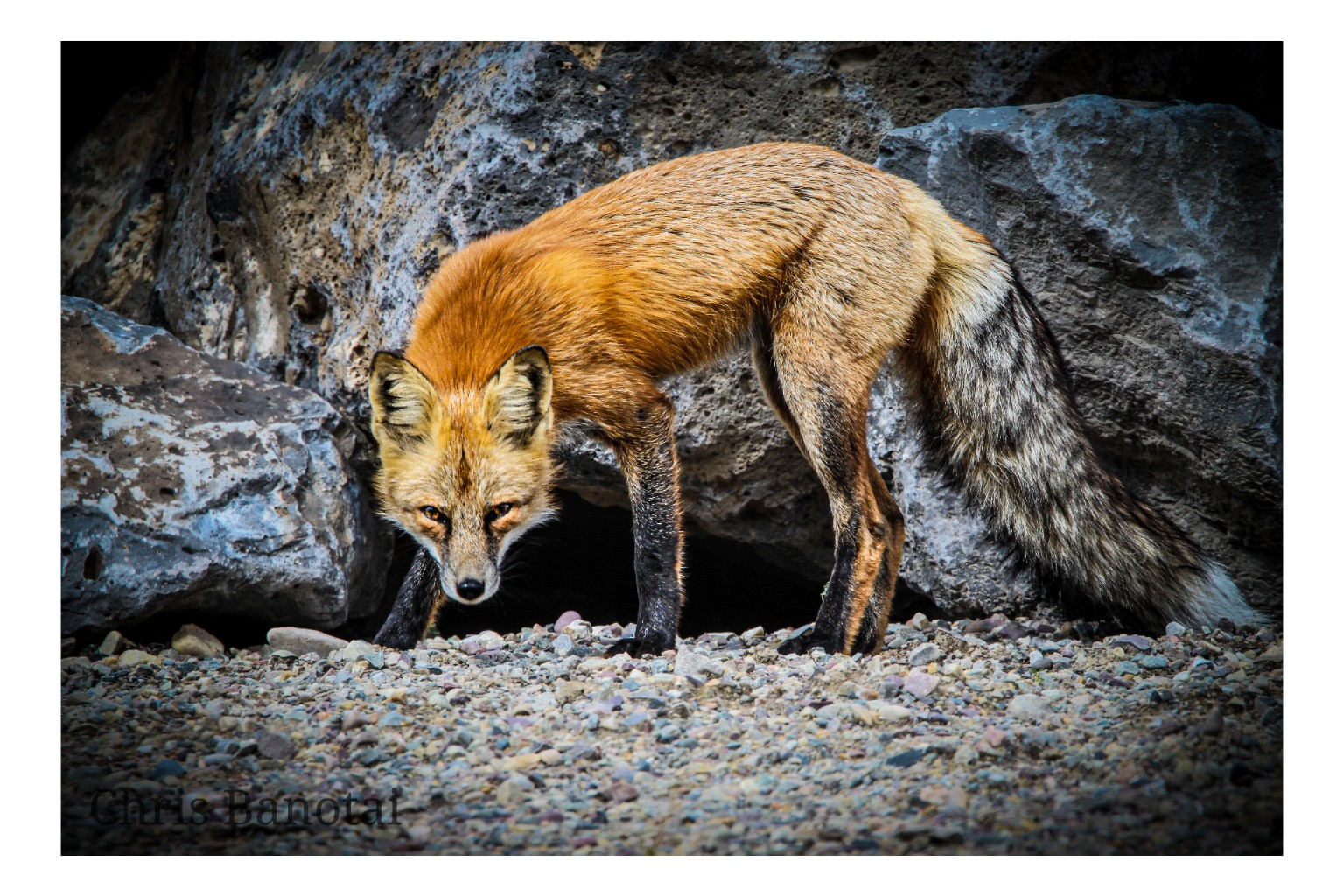 Red fox crouched low among dark boulders, facing forward with its full body and bushy tail visible.