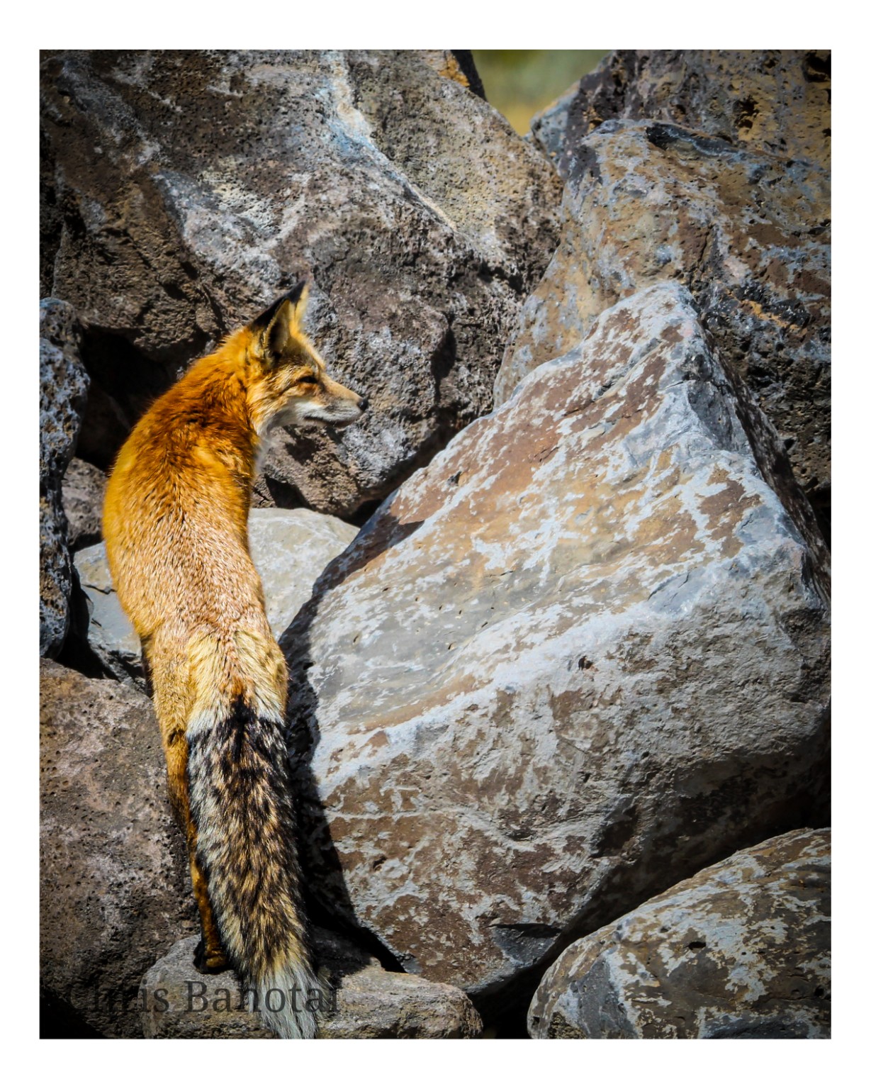 Red fox standing in profile among large textured rocks, its orange coat catching the light.