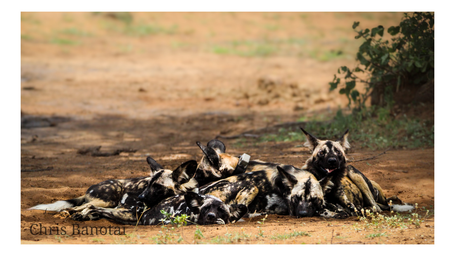 African painted dogs resting together on open ground.