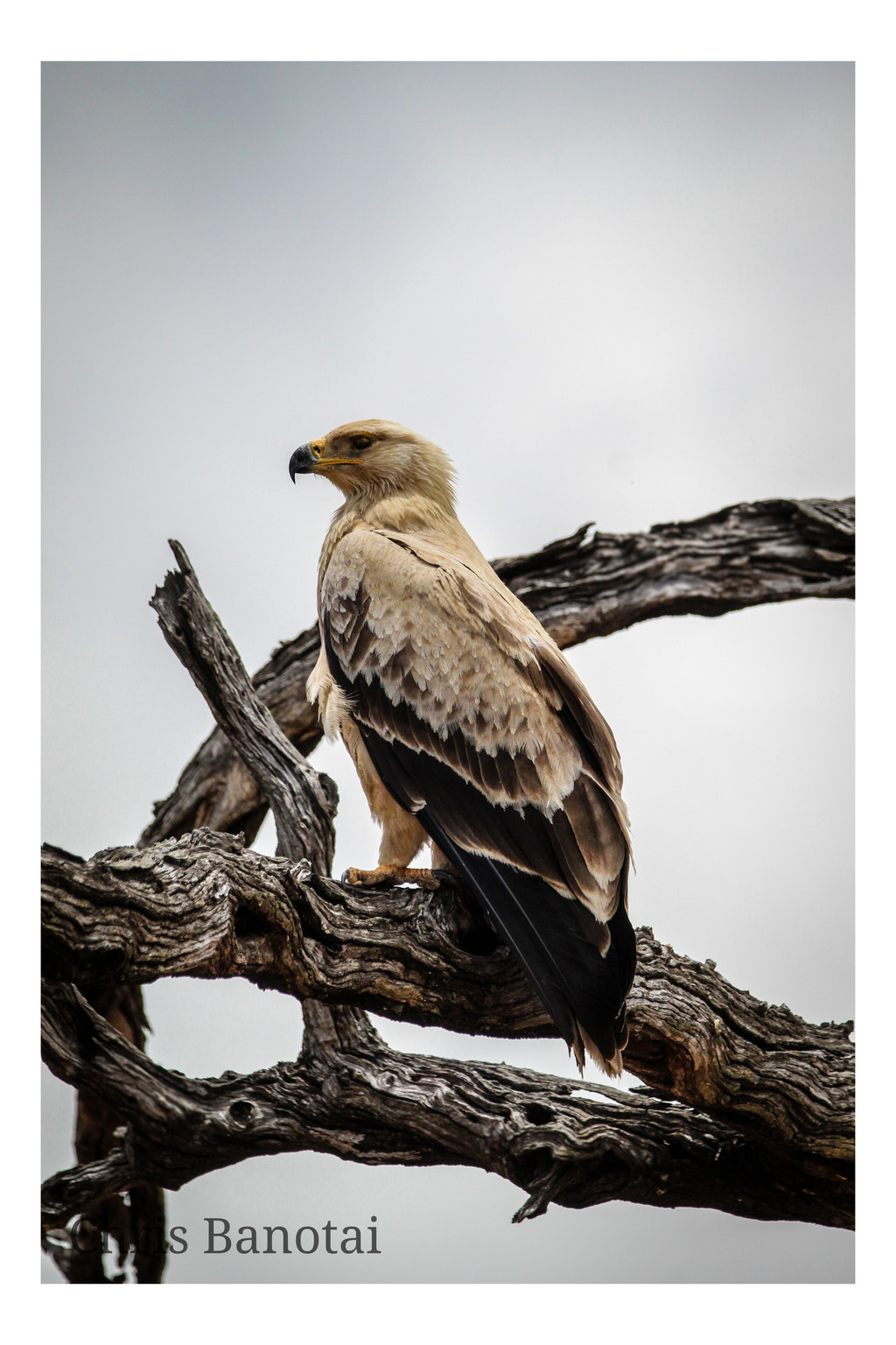 An unusually pale tawny eagle perched on a dead branch.