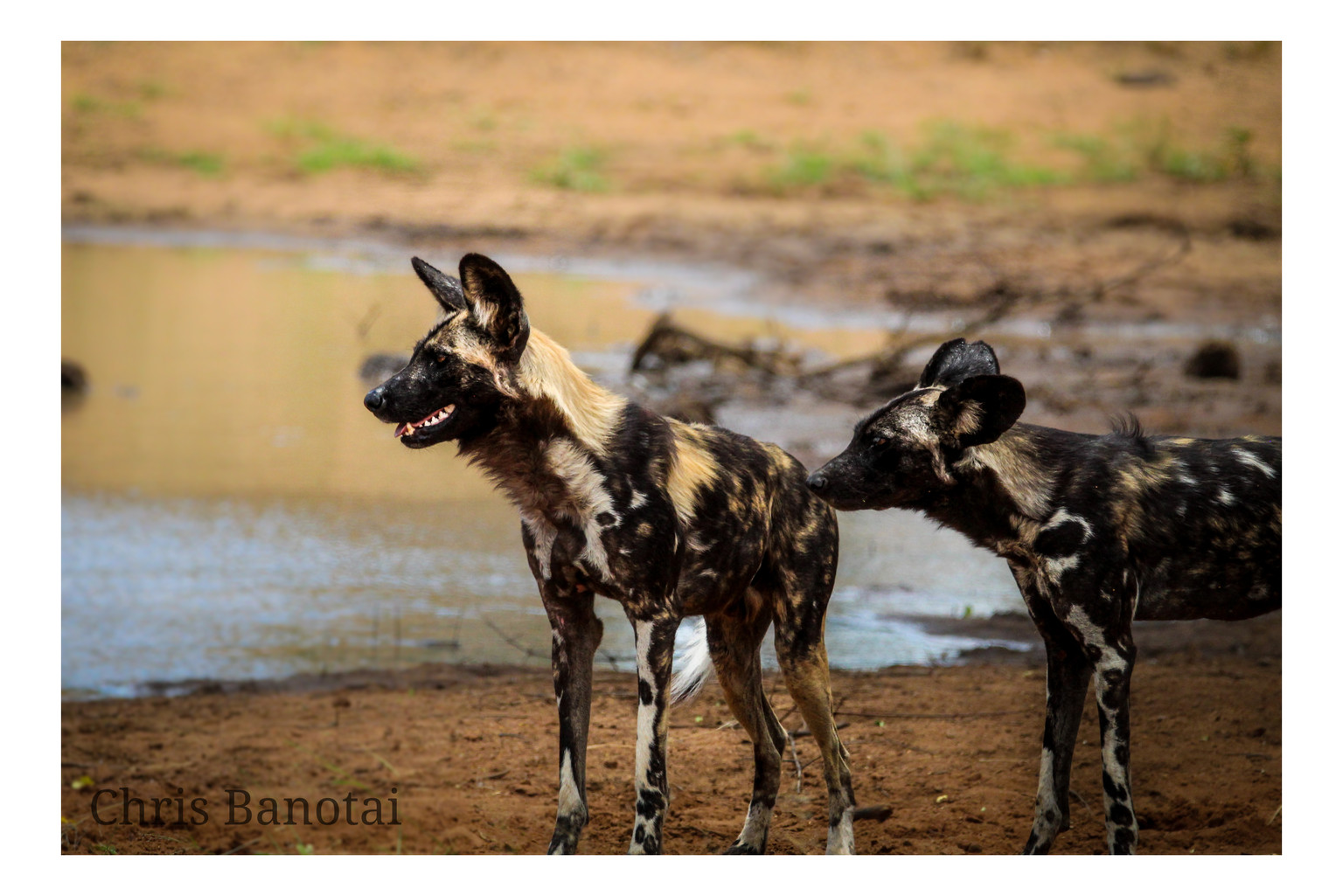 Two African painted dogs standing alert beside water.