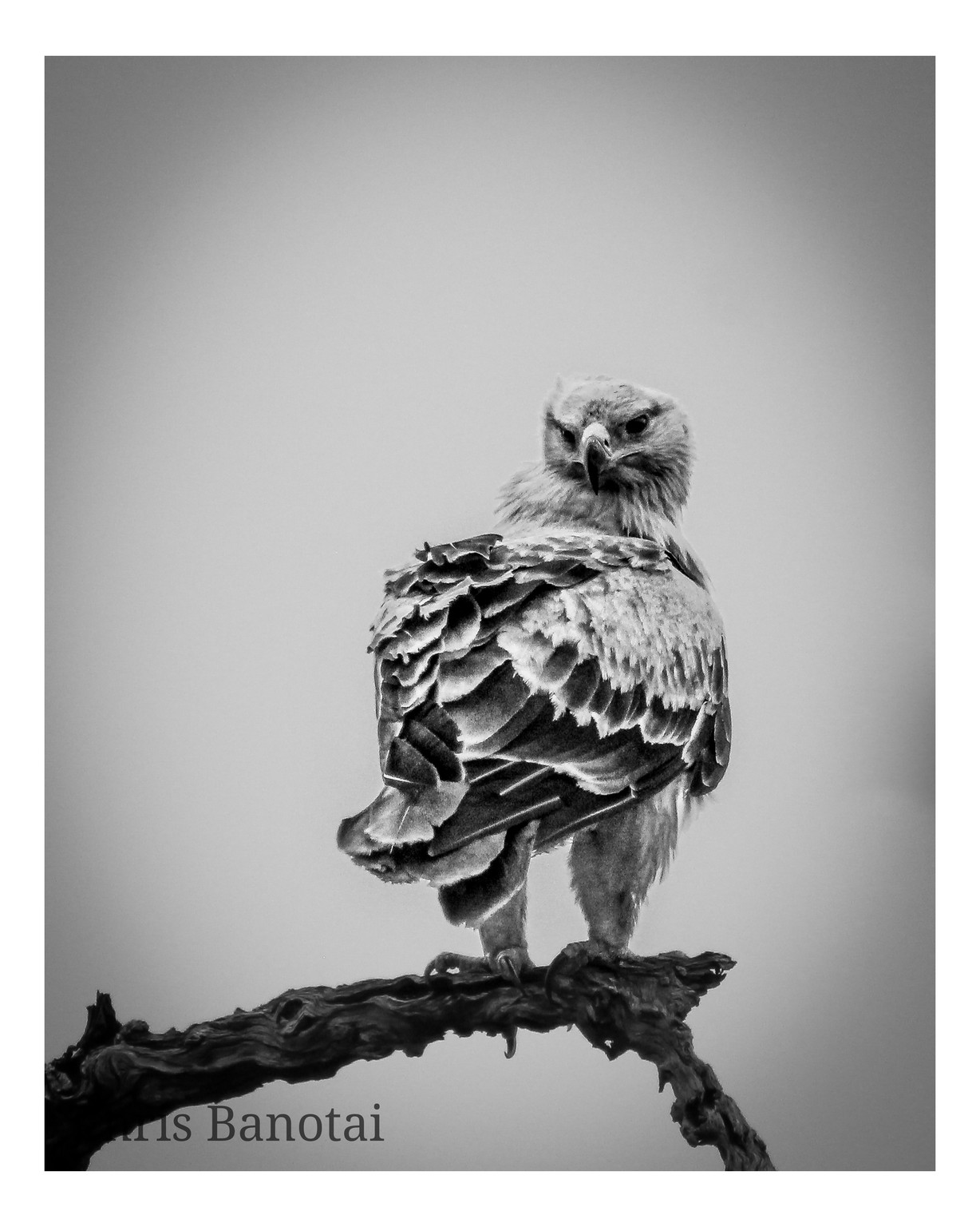 Black-and-white portrait of a tawny eagle perched against open sky.