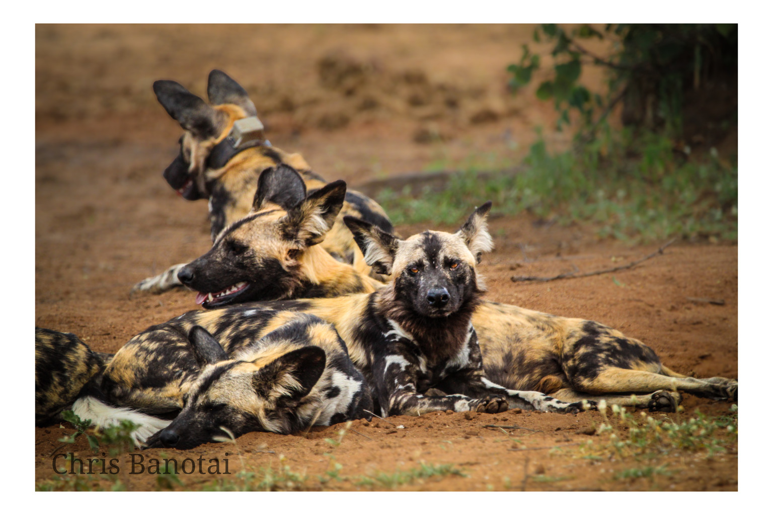 A cluster of African painted dogs resting closely together.