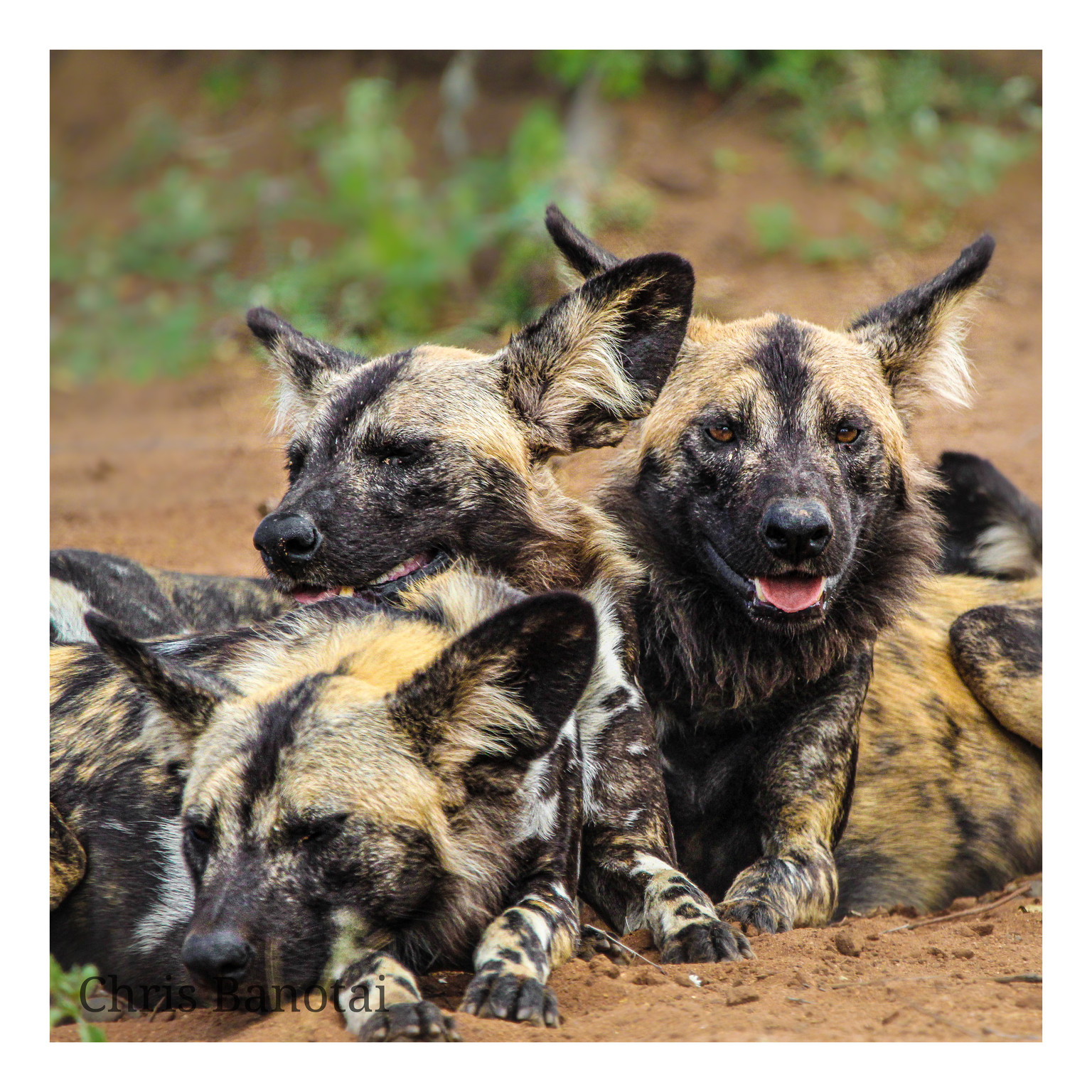 Two African painted dogs sitting close together, one looking toward the camera.
