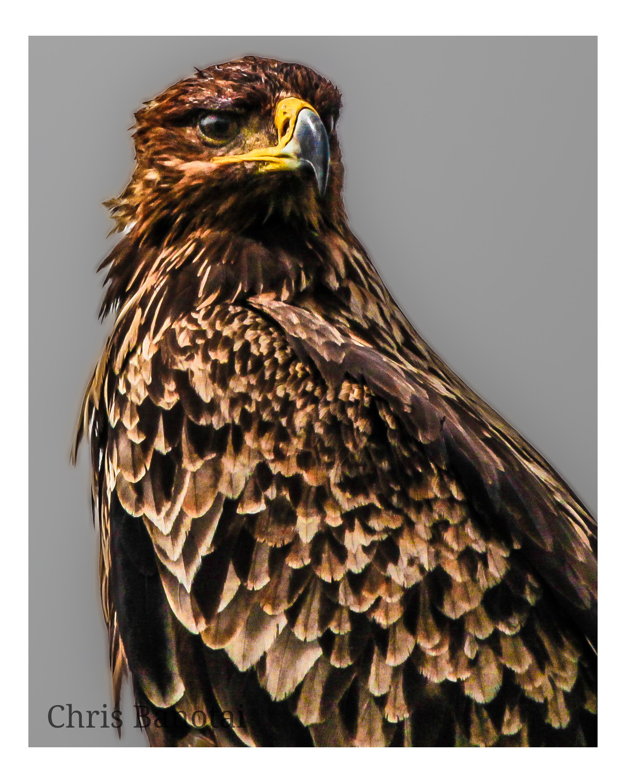 Close portrait of a tawny eagle with layered brown plumage.