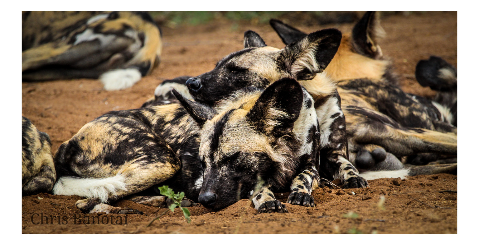Two African painted dogs lying side by side on bare ground.