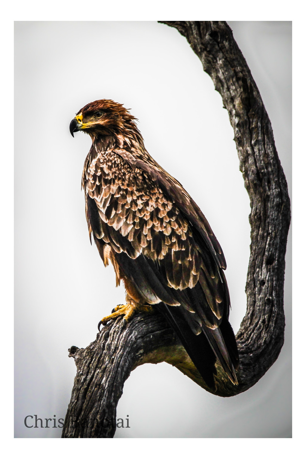 Tawny eagle perched upright on a broken tree limb.
