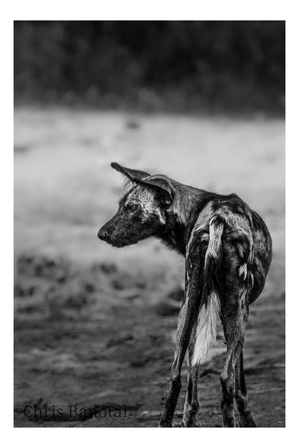 Black-and-white photograph of an African painted dog standing alone.