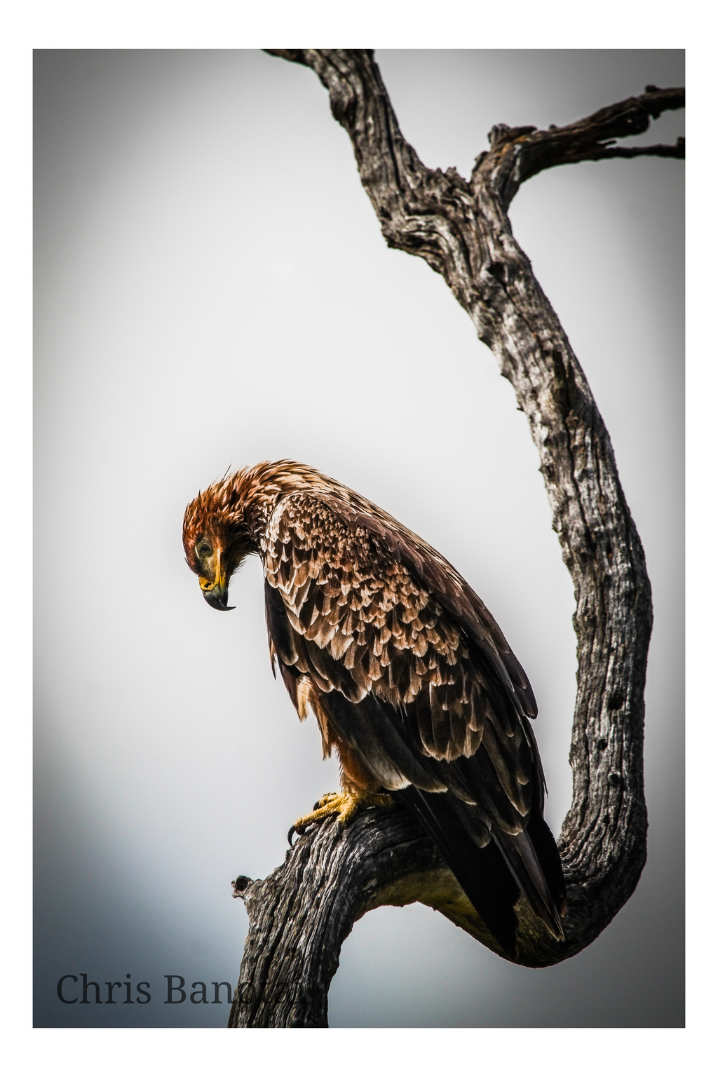 Tawny eagle perched on a curved tree branch, looking downward.