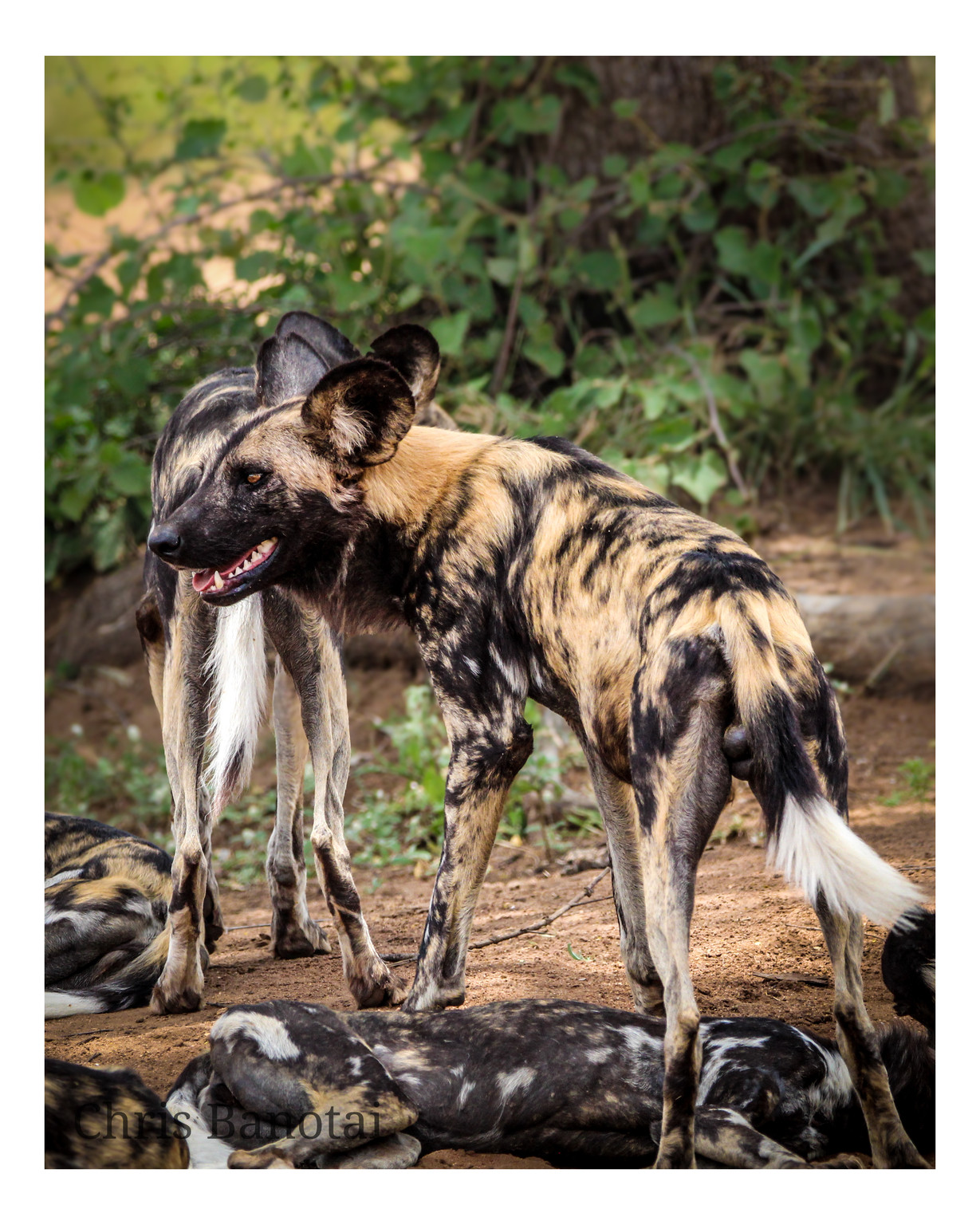 African painted dogs standing together, one panting in the foreground.