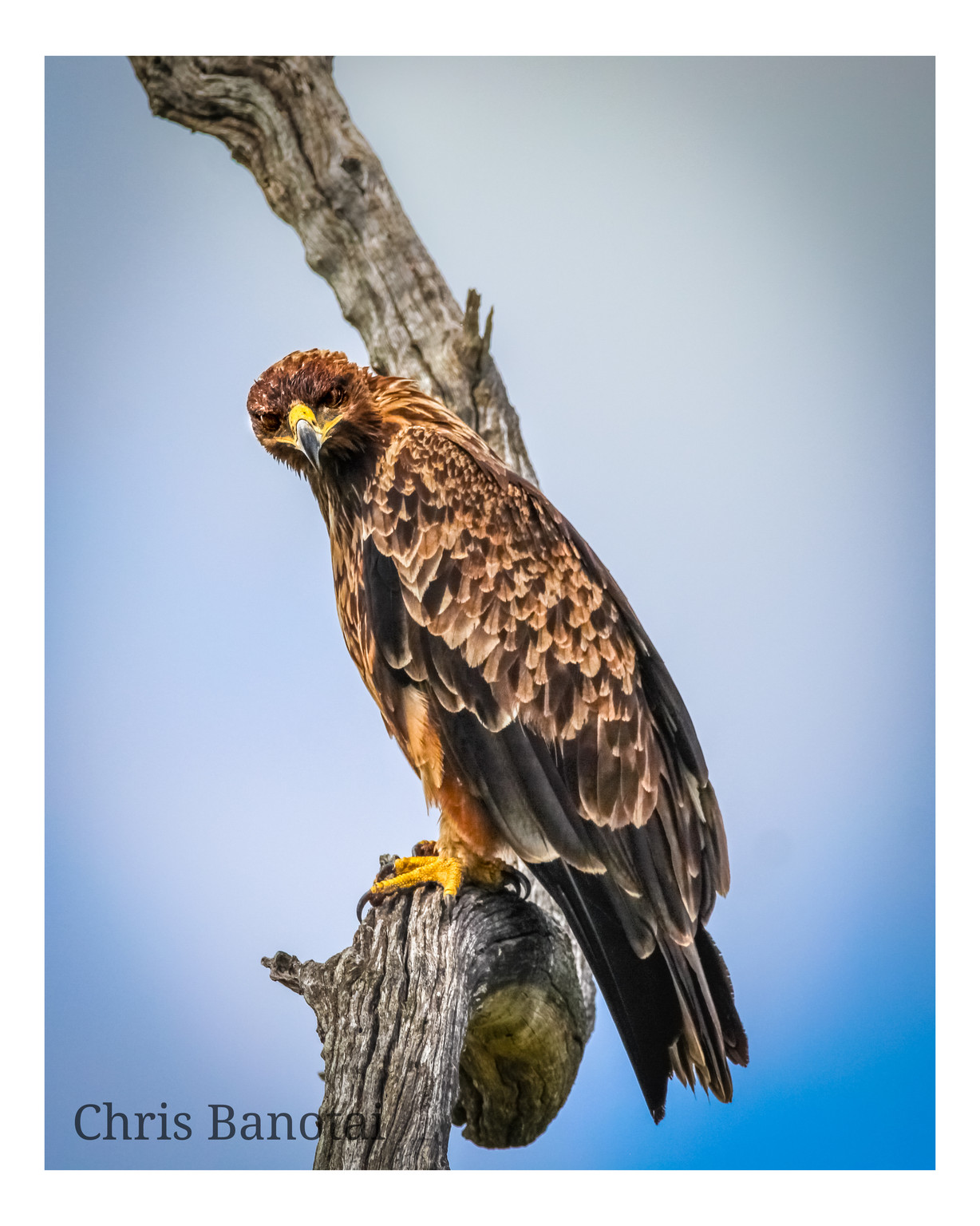 Tawny eagle perched against blue sky.