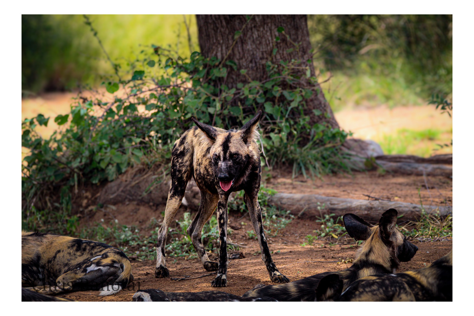 African painted dog standing beneath a tree with other pack members resting nearby.