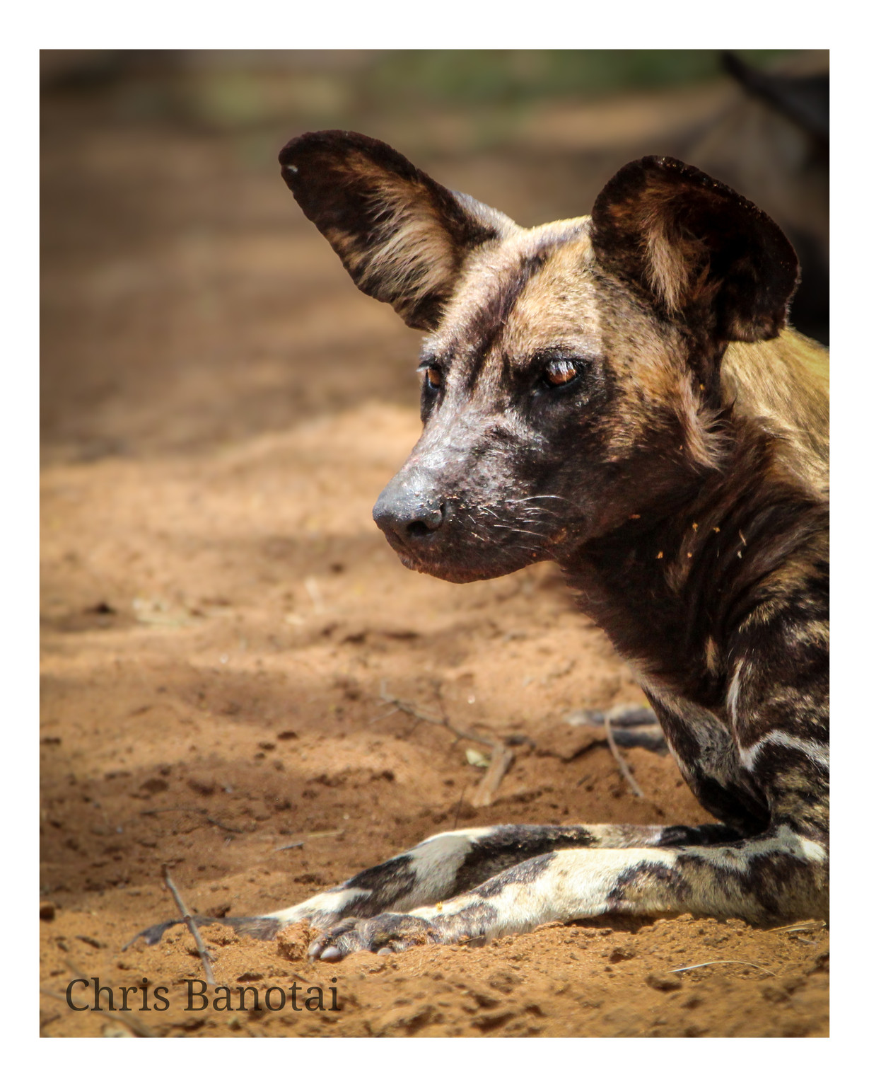Portrait of an African painted dog lying down with ears raised.