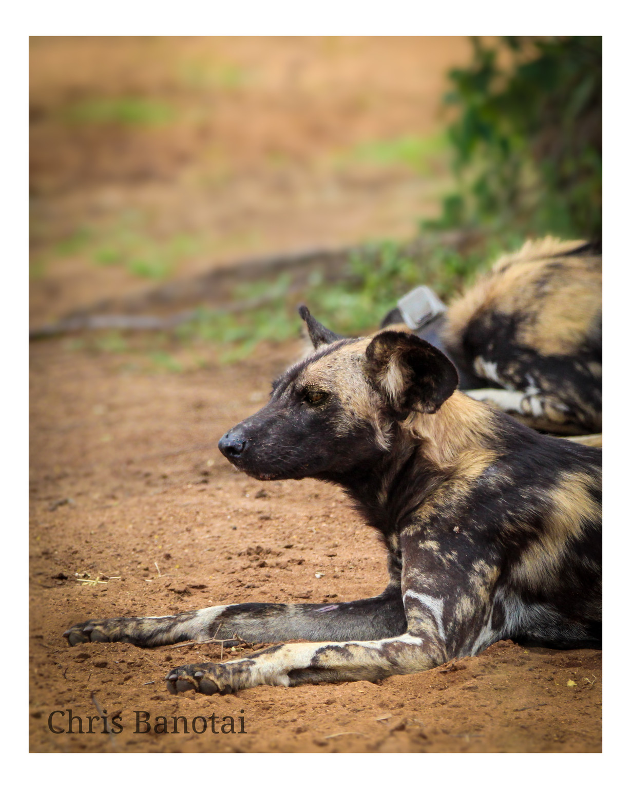 African painted dog resting in profile on open ground.