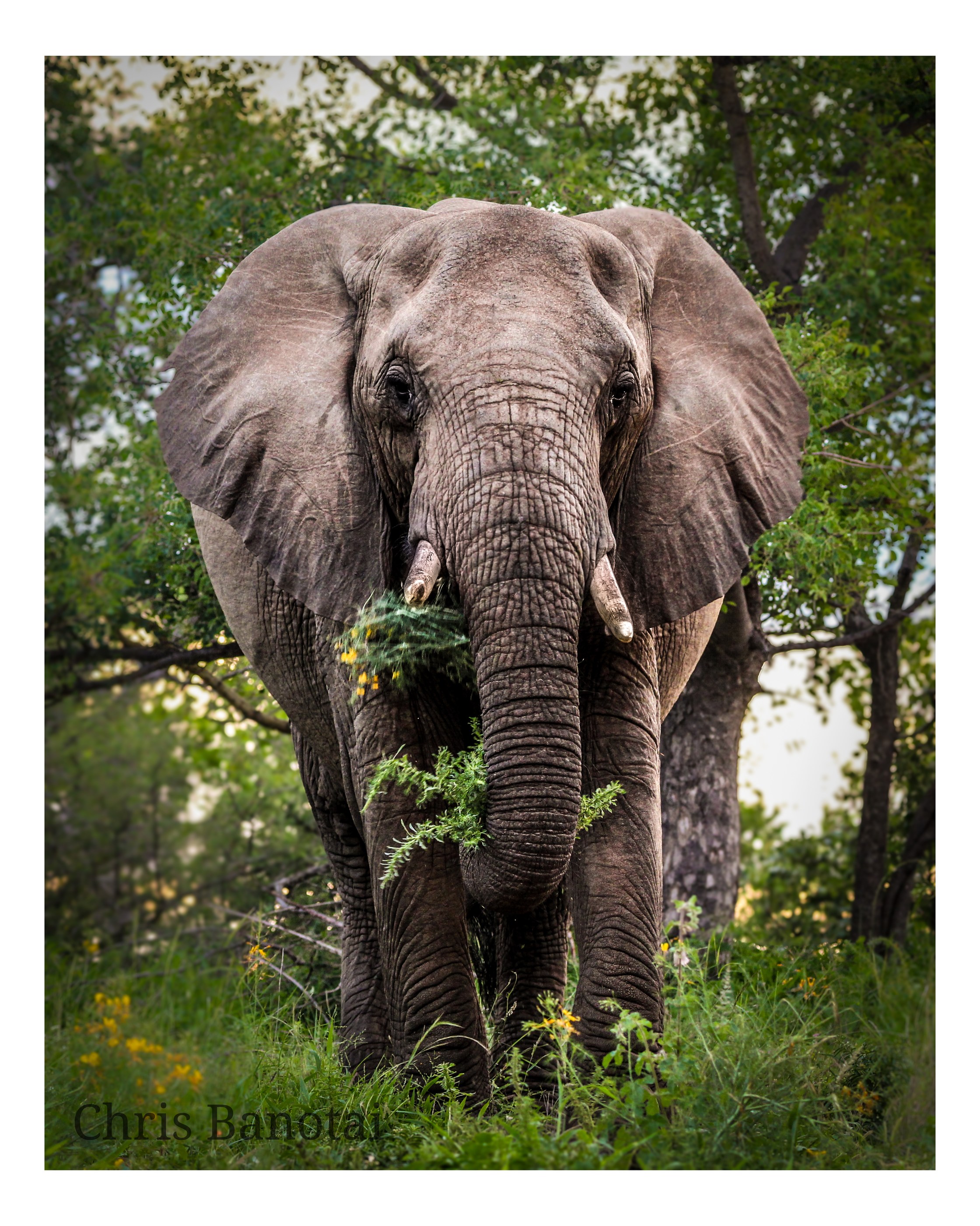 African elephant behavior photograph
