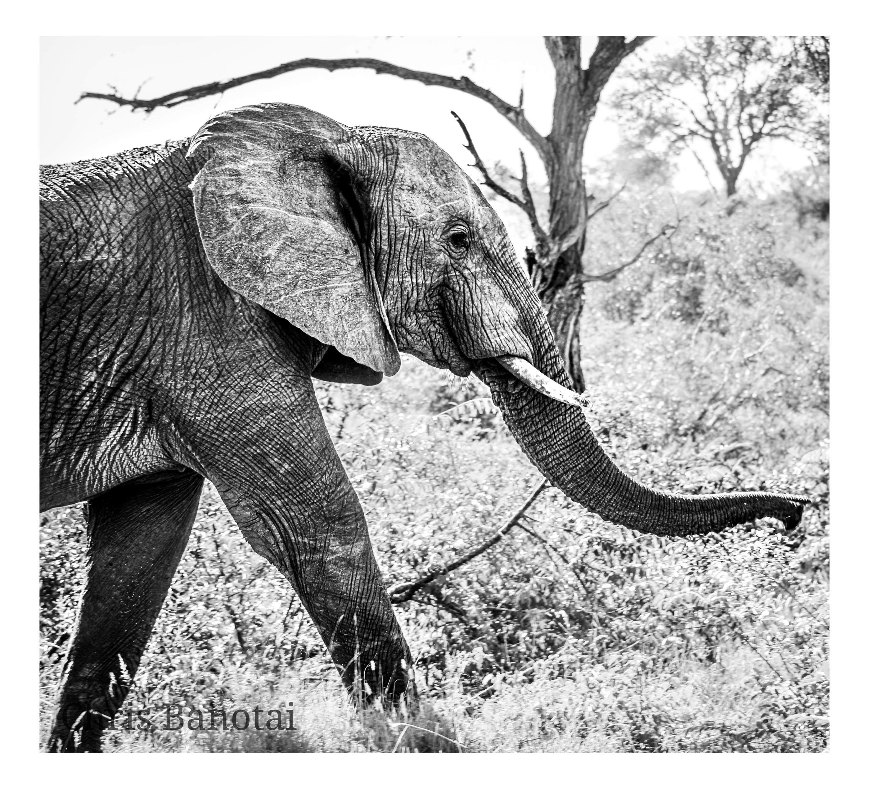 African elephant