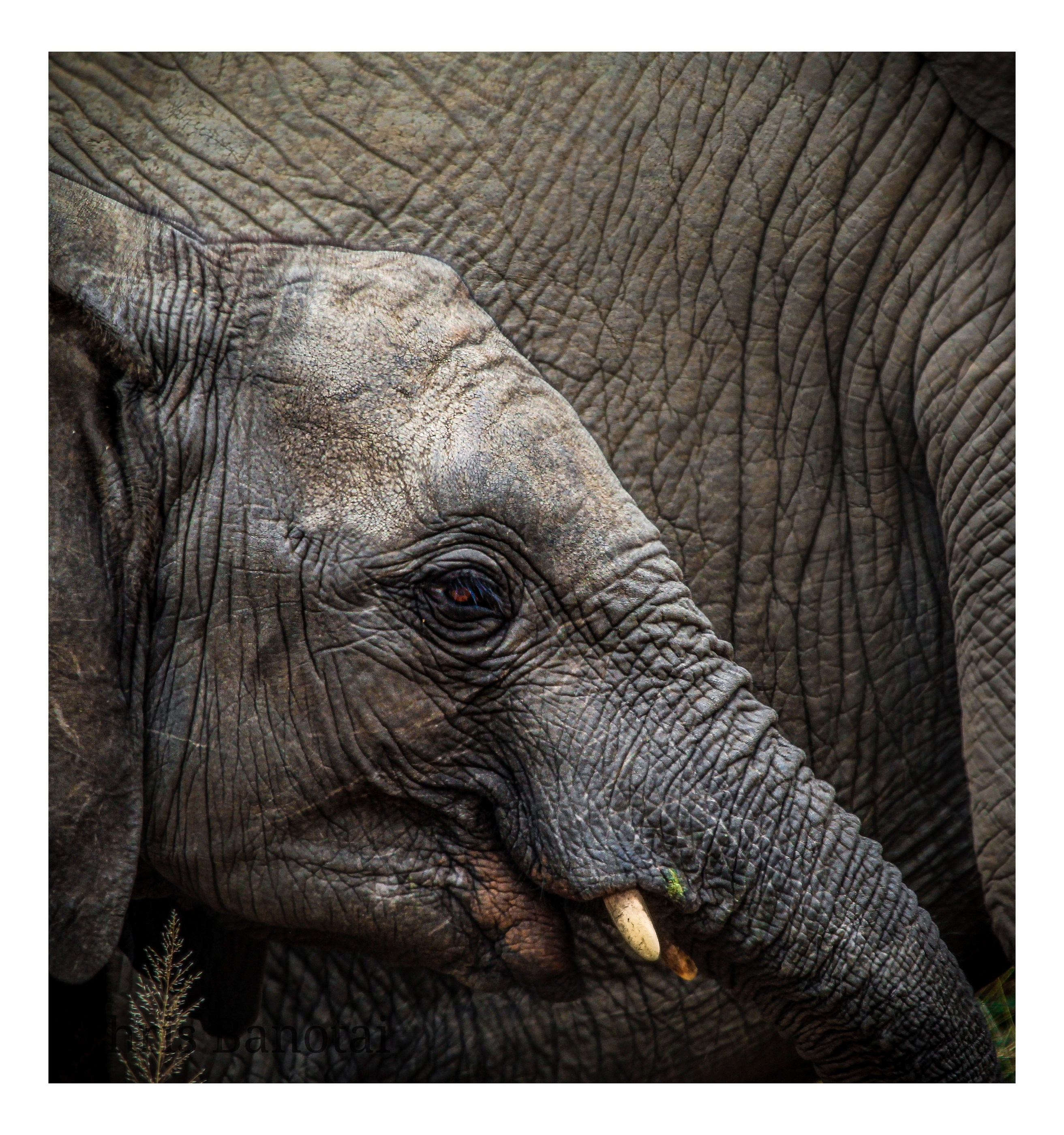 African elephant portrait from South Africa