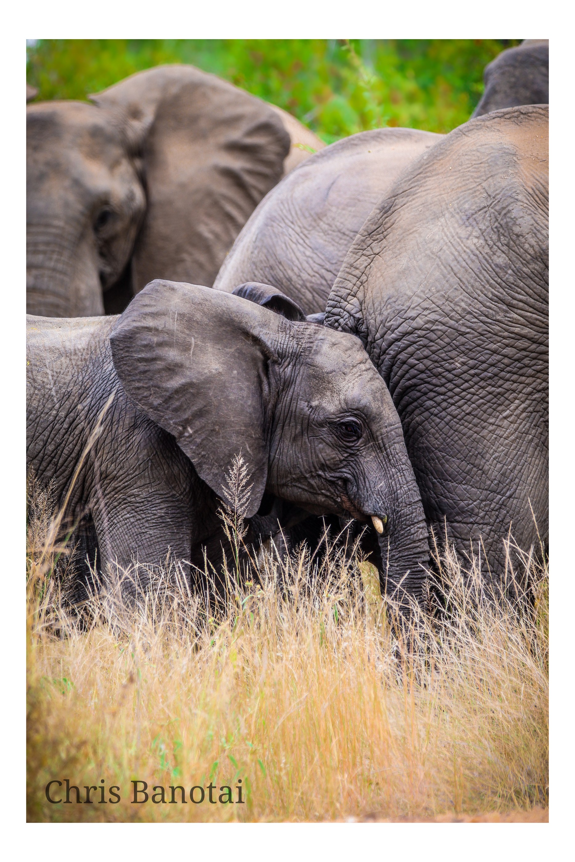 African elephant photographed in South Africa