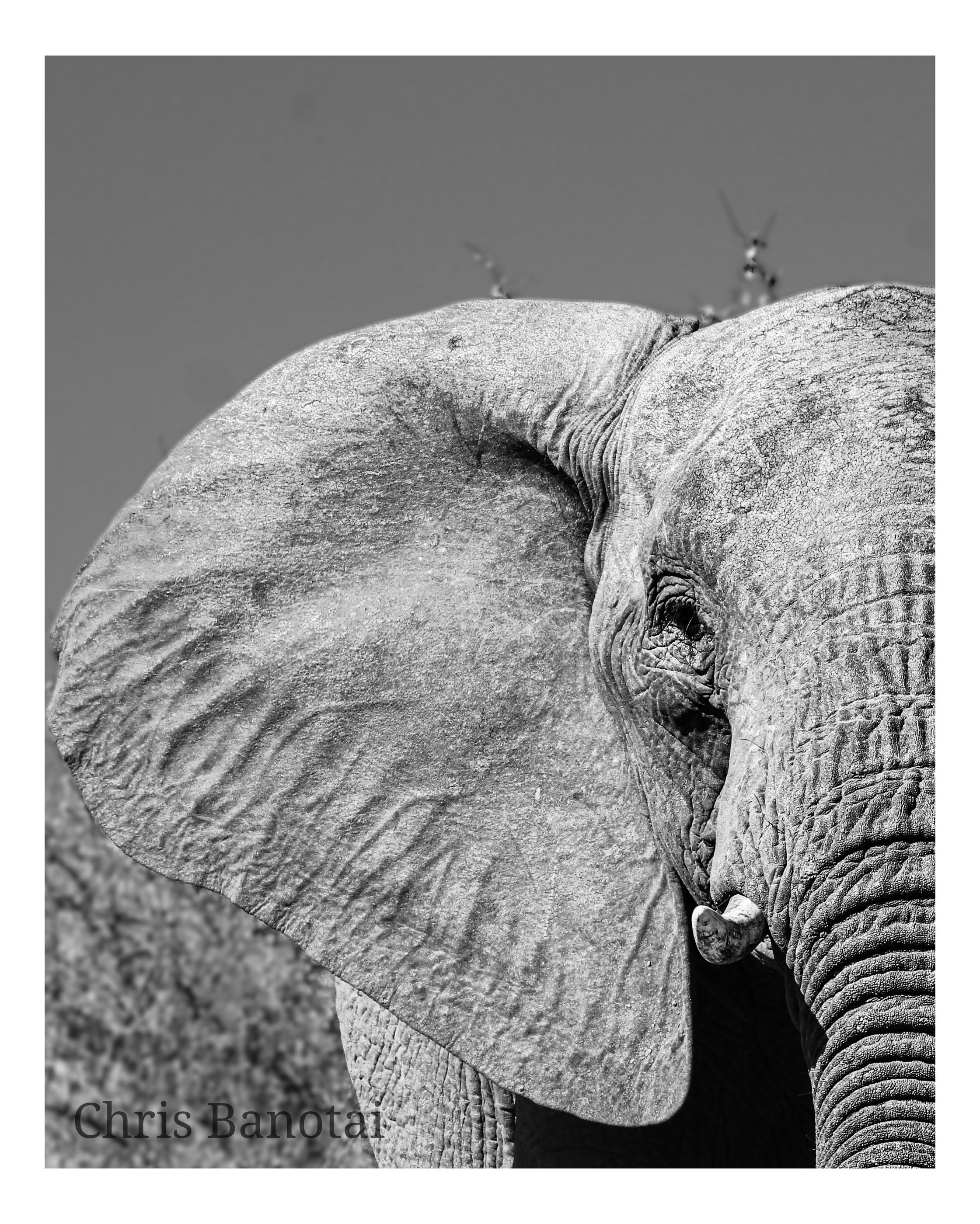 African elephant in southern Africa
