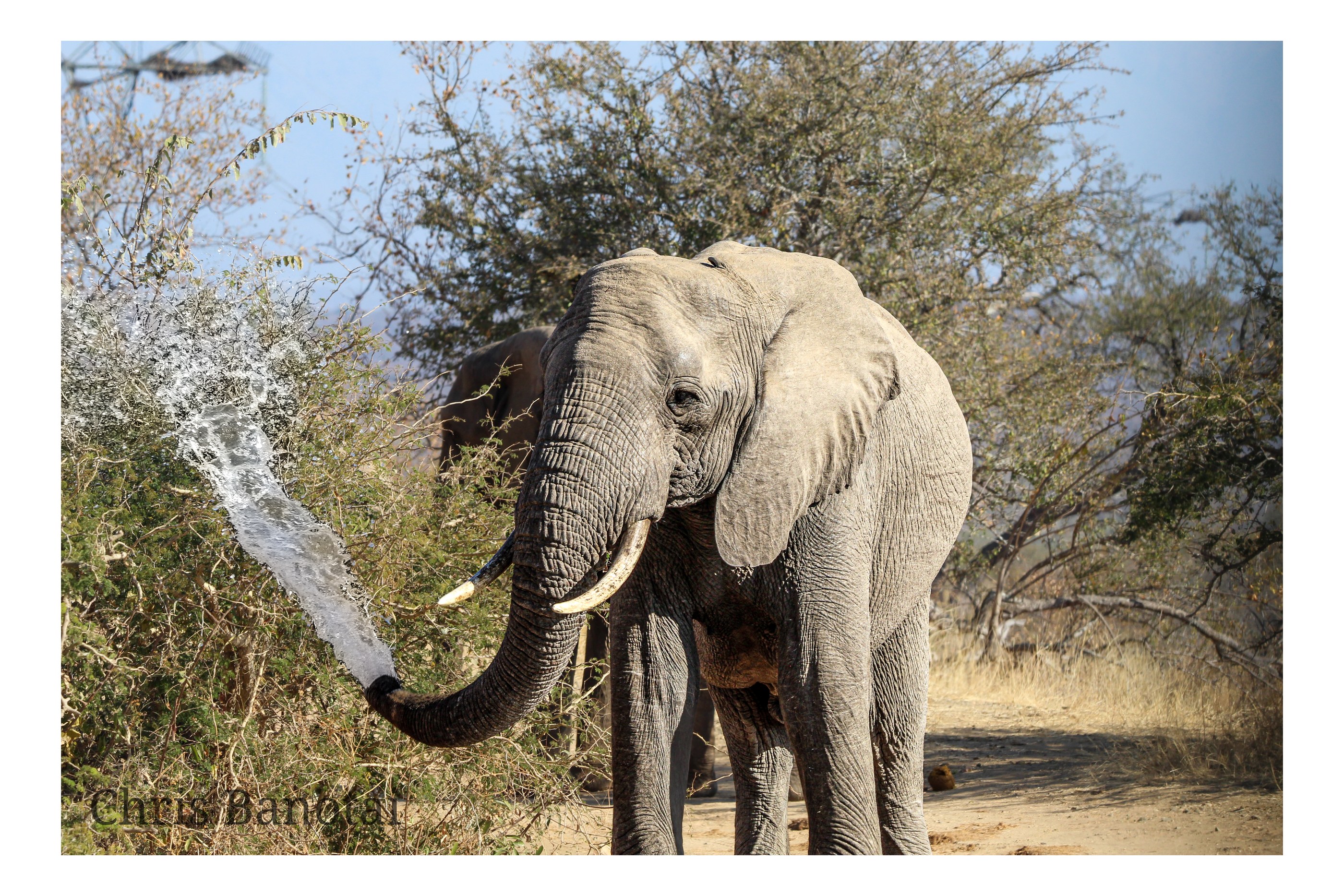 African elephant in the Greater Kruger Ecosystem