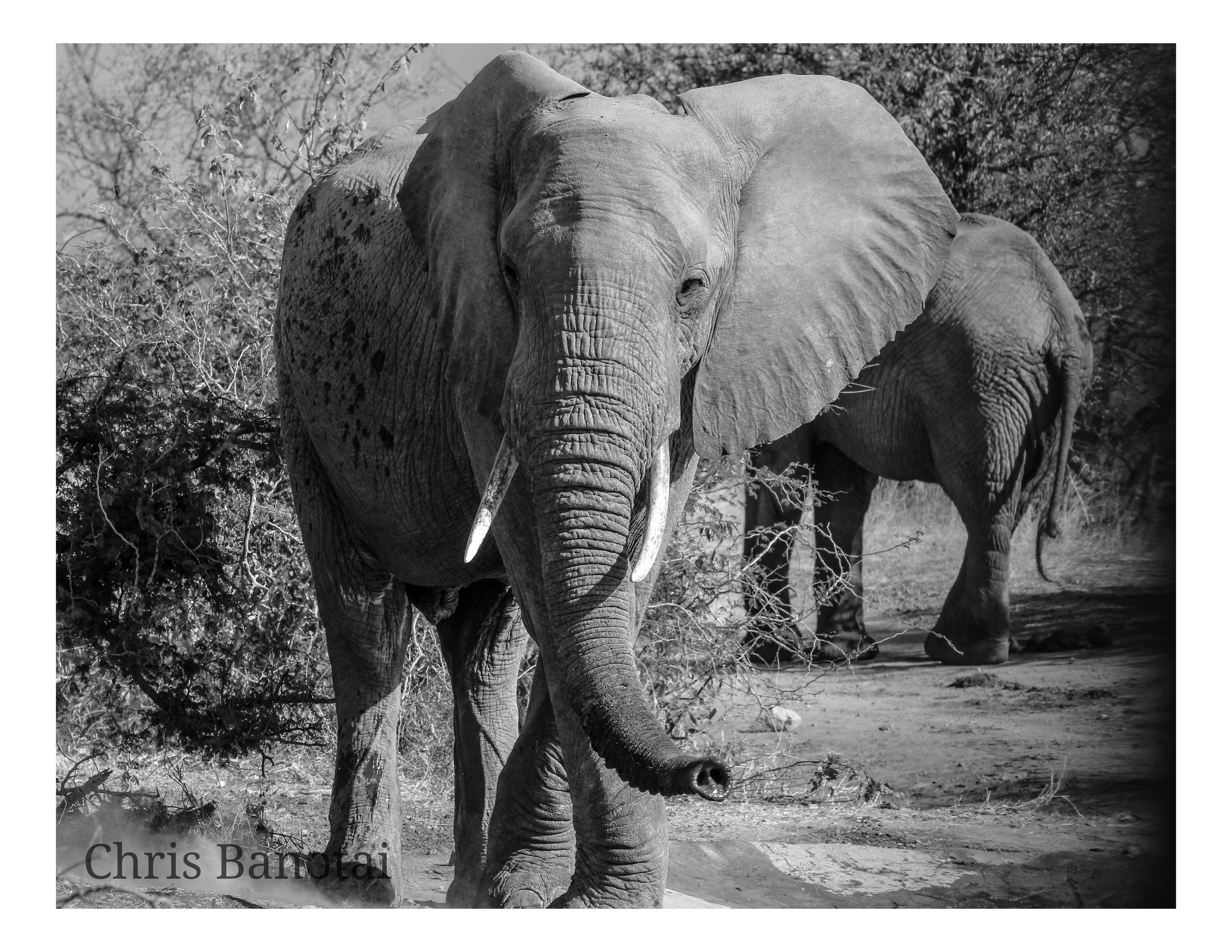 African elephant photographed by Chris Banotai