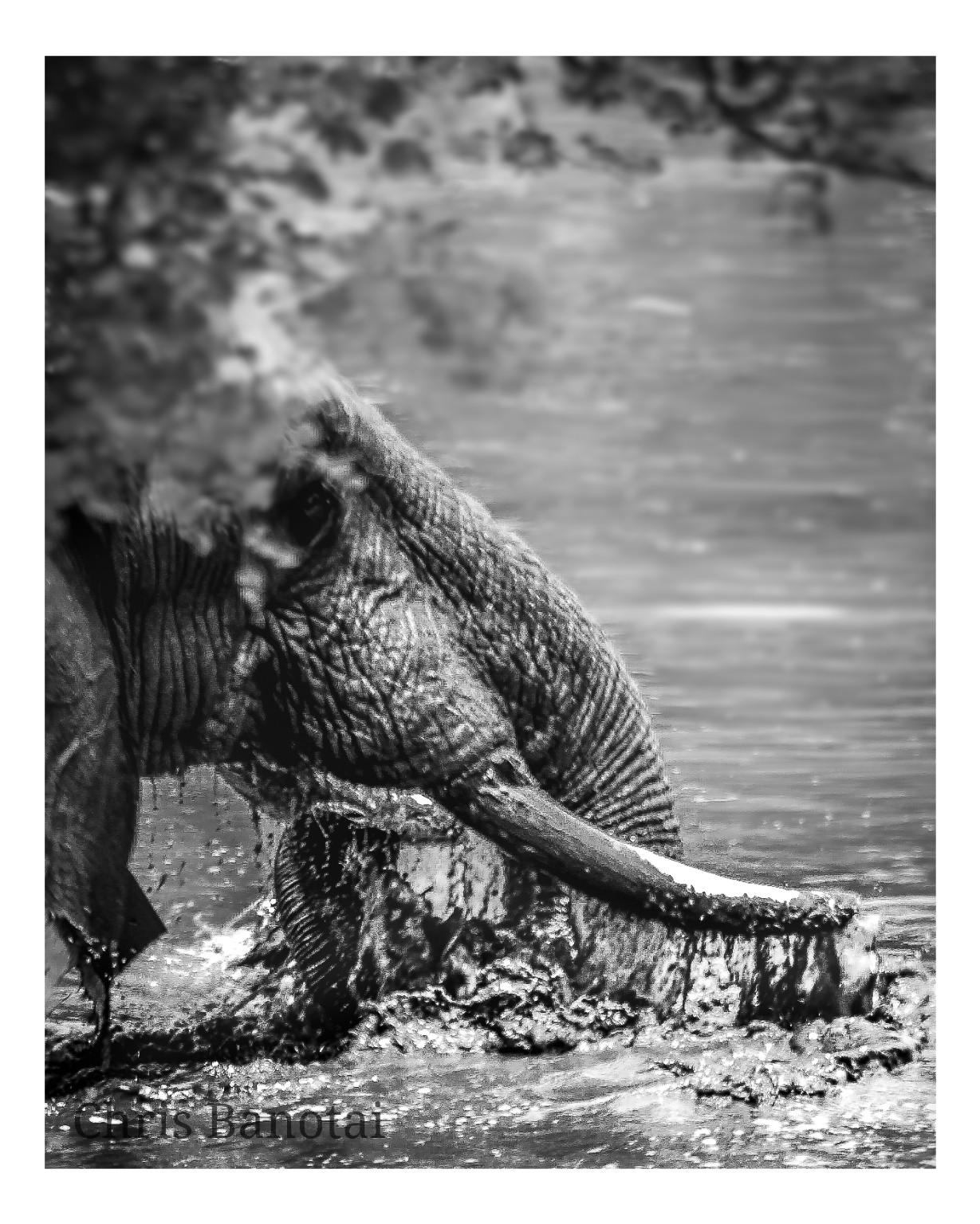 African bull elephant partly obscured by riverside vegetation, lowering his trunk into muddy water.