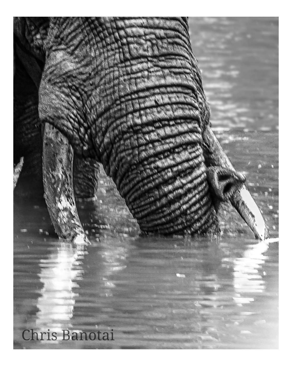 Close black-and-white view of a bull elephant with his face and trunk partly submerged in the river.