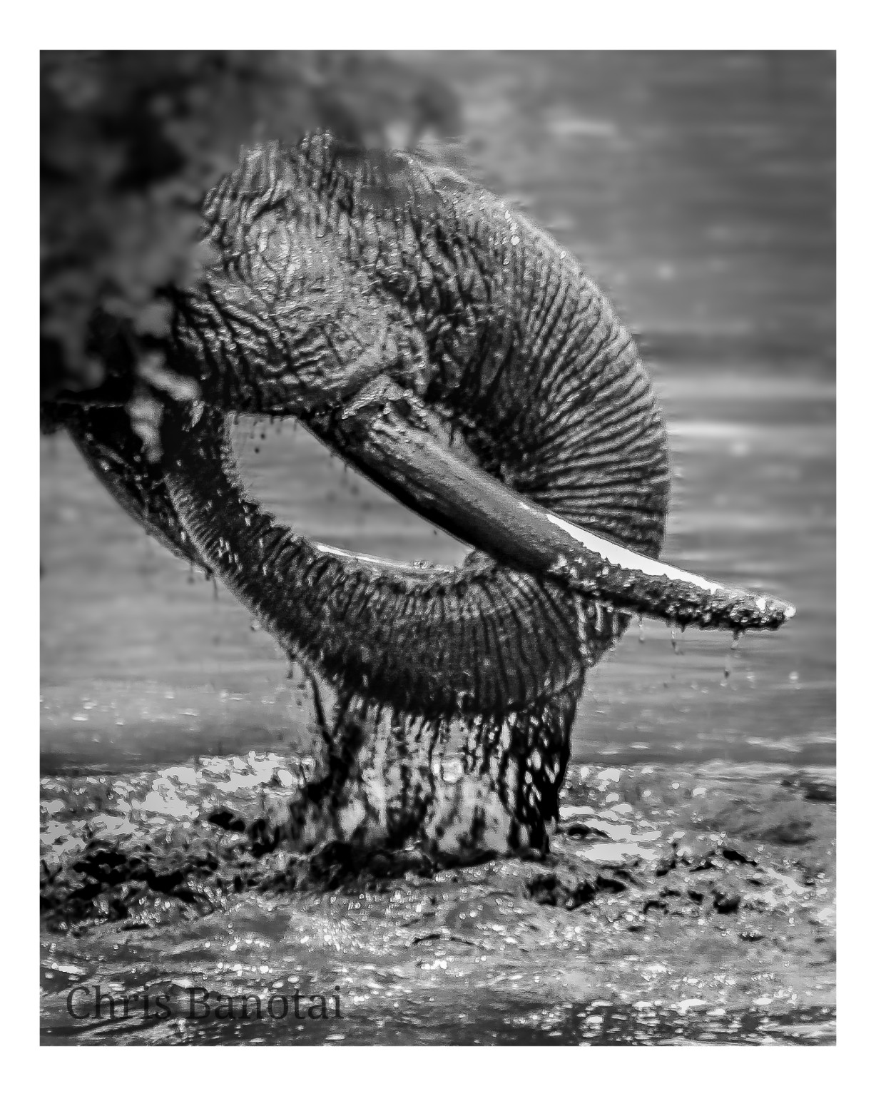 Black-and-white study of a bull elephant curling his wet trunk over his tusks at the water’s edge.