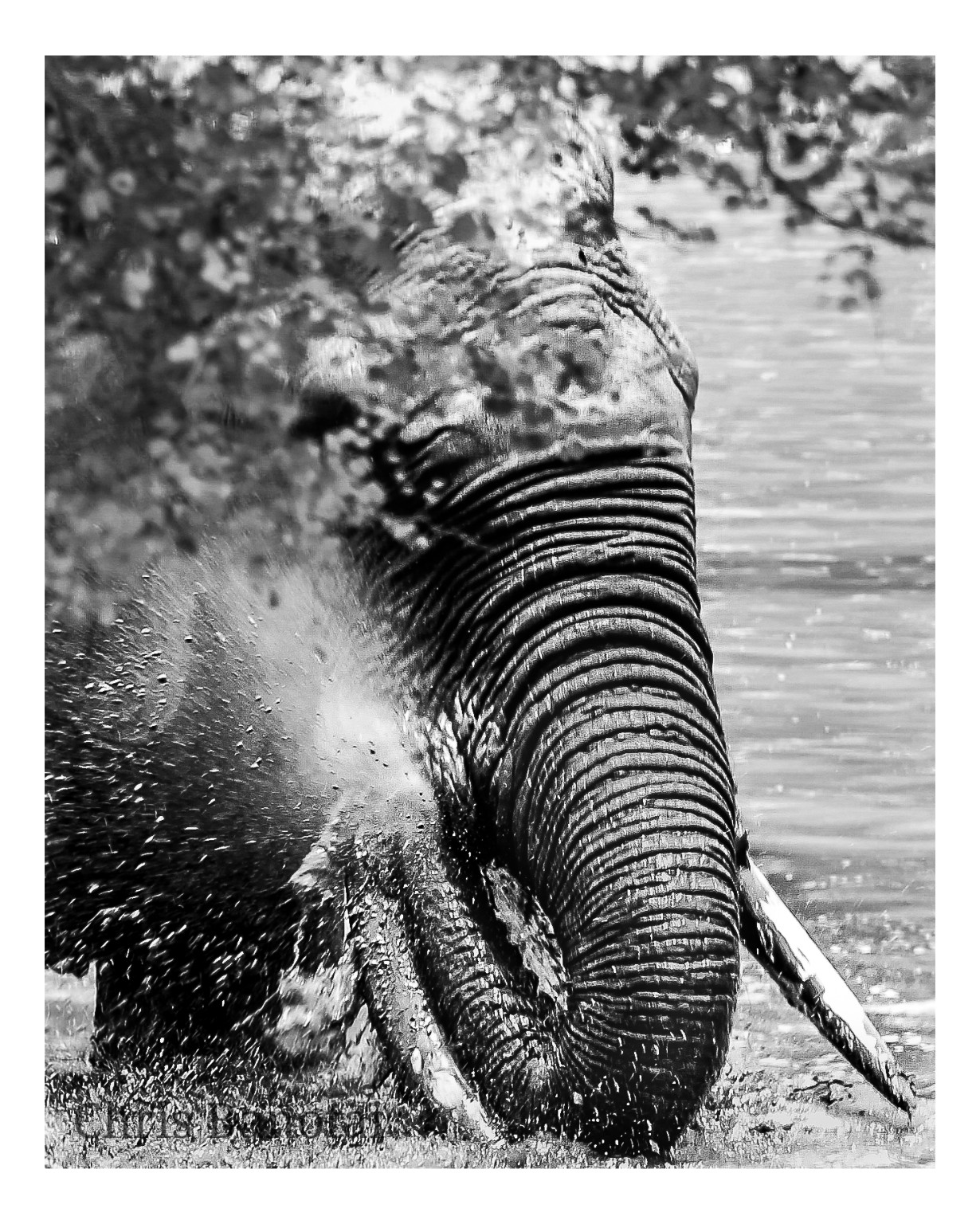 Black-and-white close view of a bathing bull elephant splashing water across his face and trunk.