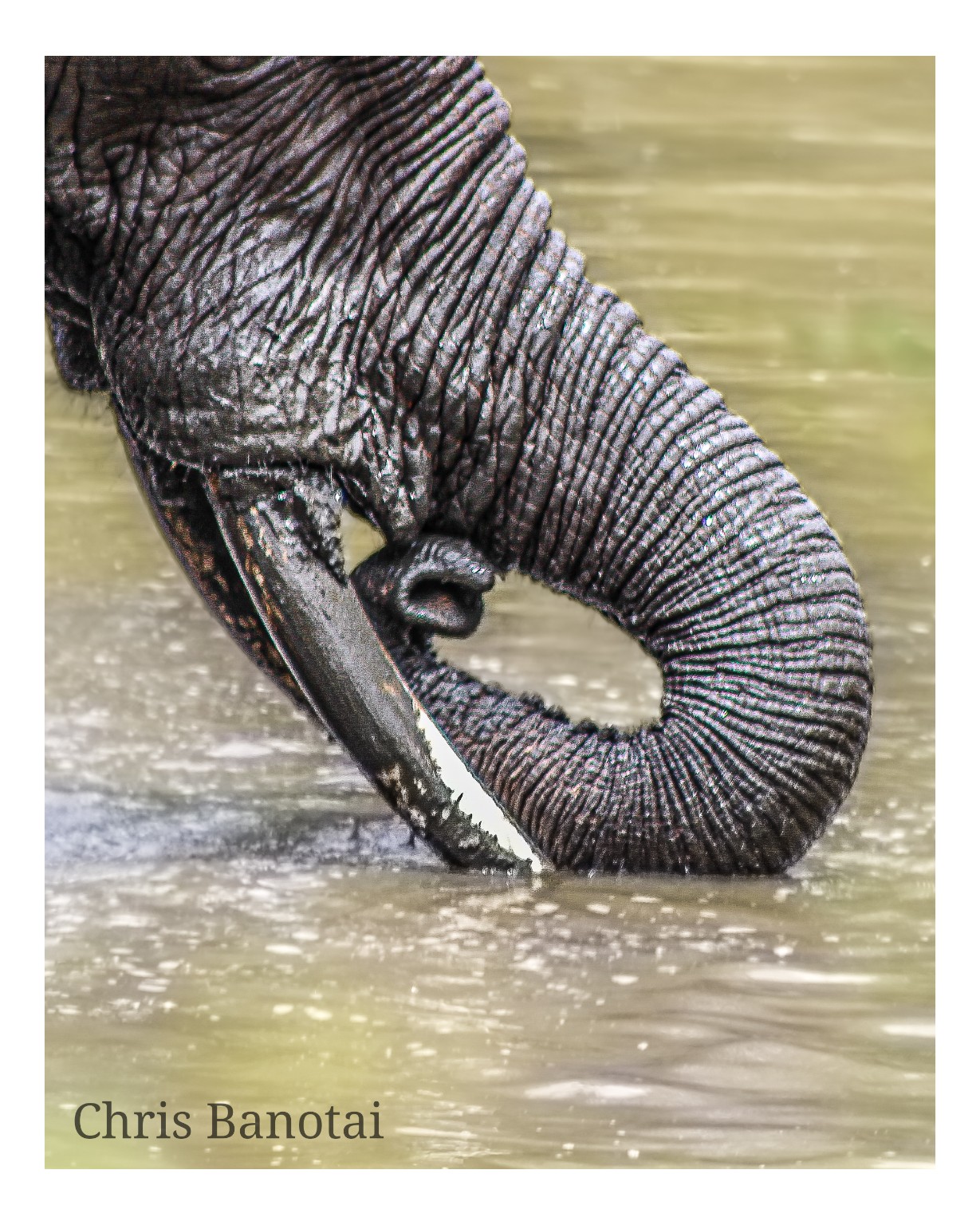 Close color study of an elephant trunk curled into a loop around the tusks at the water’s surface.