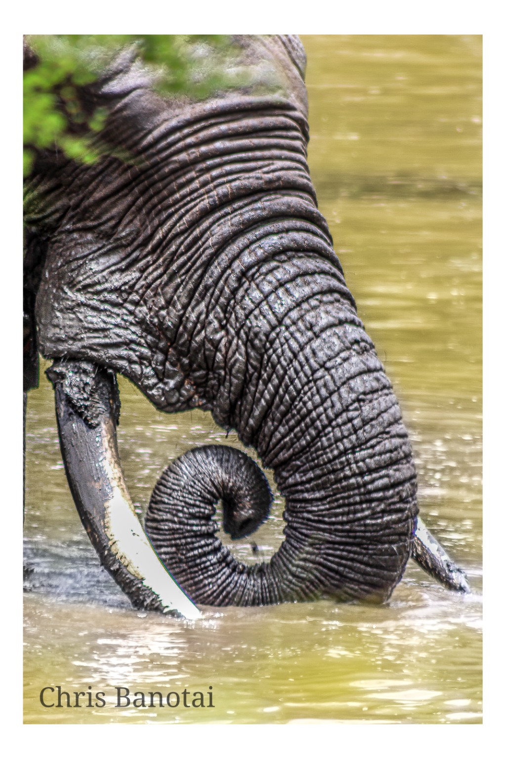 Color close-up of a bull elephant forming a tight spiral with his trunk while bathing.