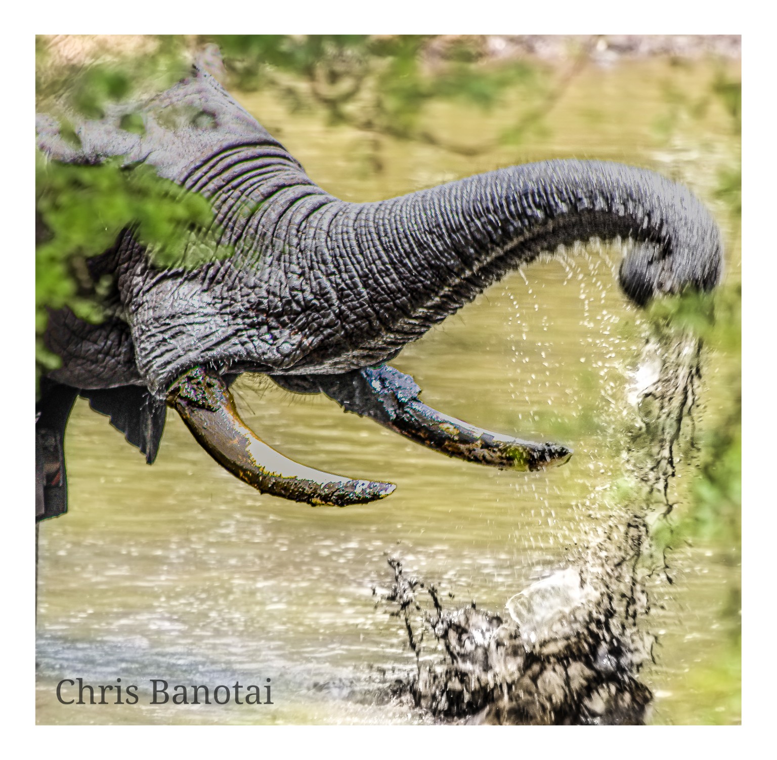 Bull elephant extending his trunk over the water as droplets and mud arc through the frame.
