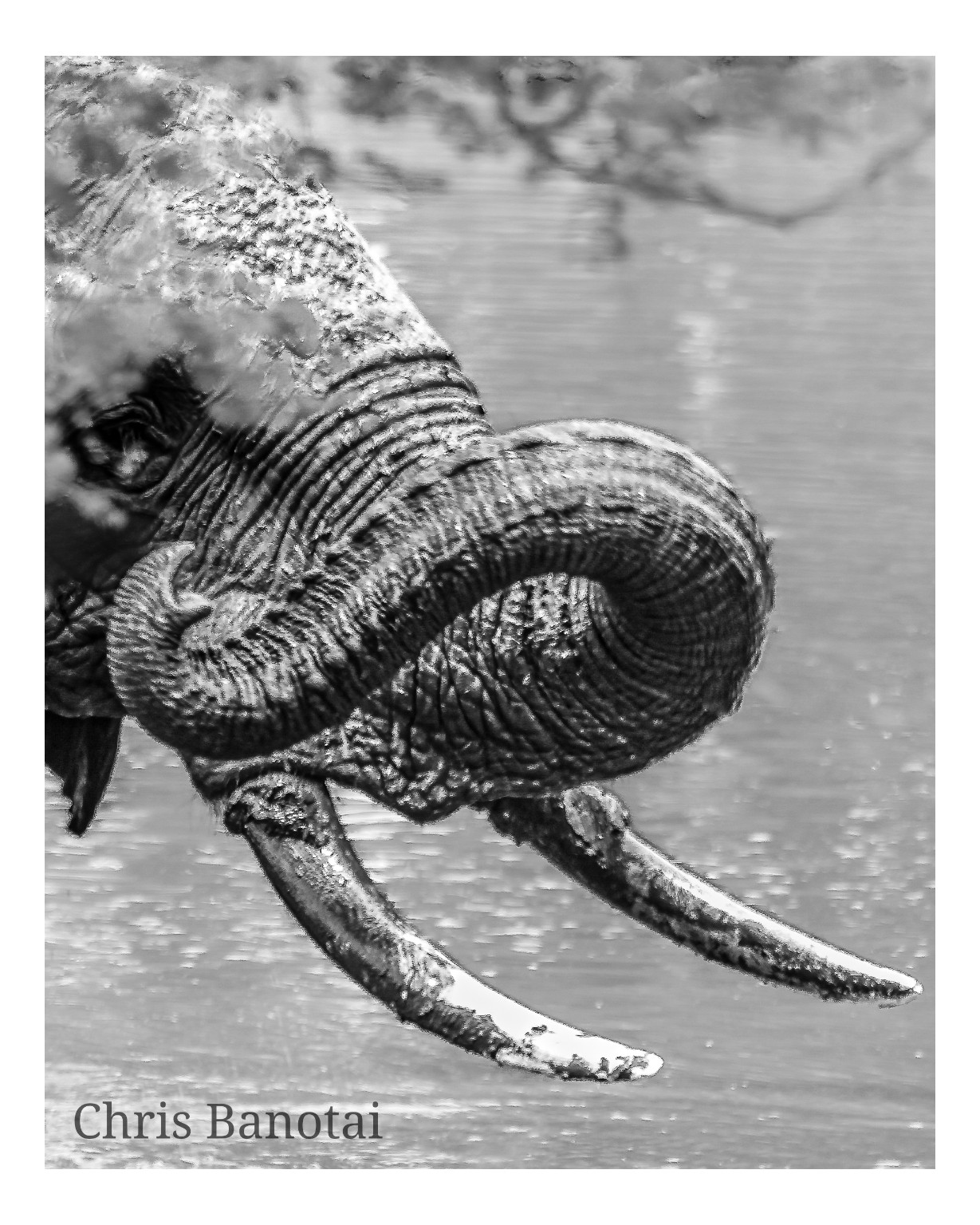 Black-and-white close-up of an elephant trunk looped dramatically across a pair of tusks.