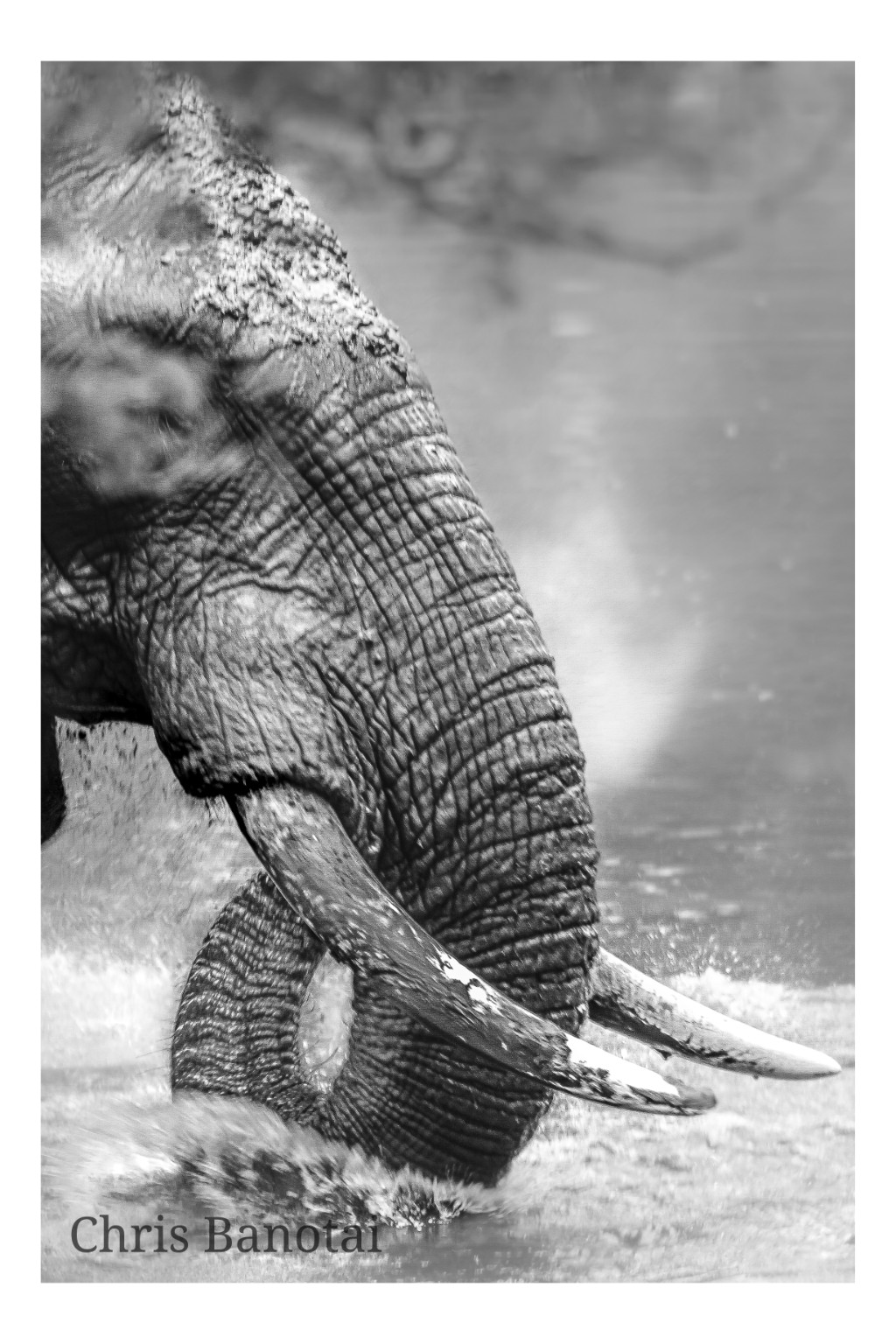 Black-and-white profile study of a wet bull elephant’s trunk and tusks beside the river.