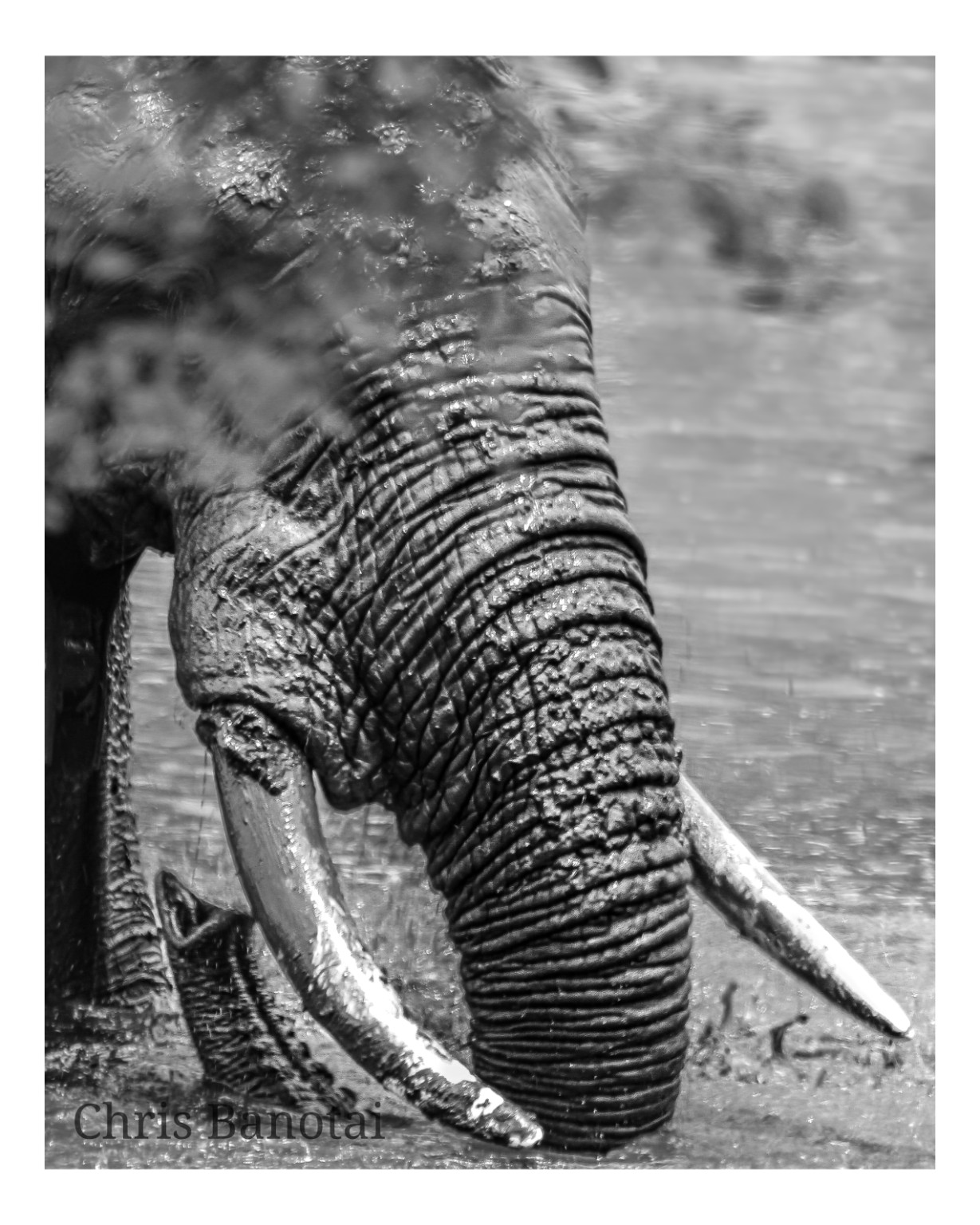 Tight black-and-white portrait of a bull elephant’s face, trunk, and tusks while bathing.
