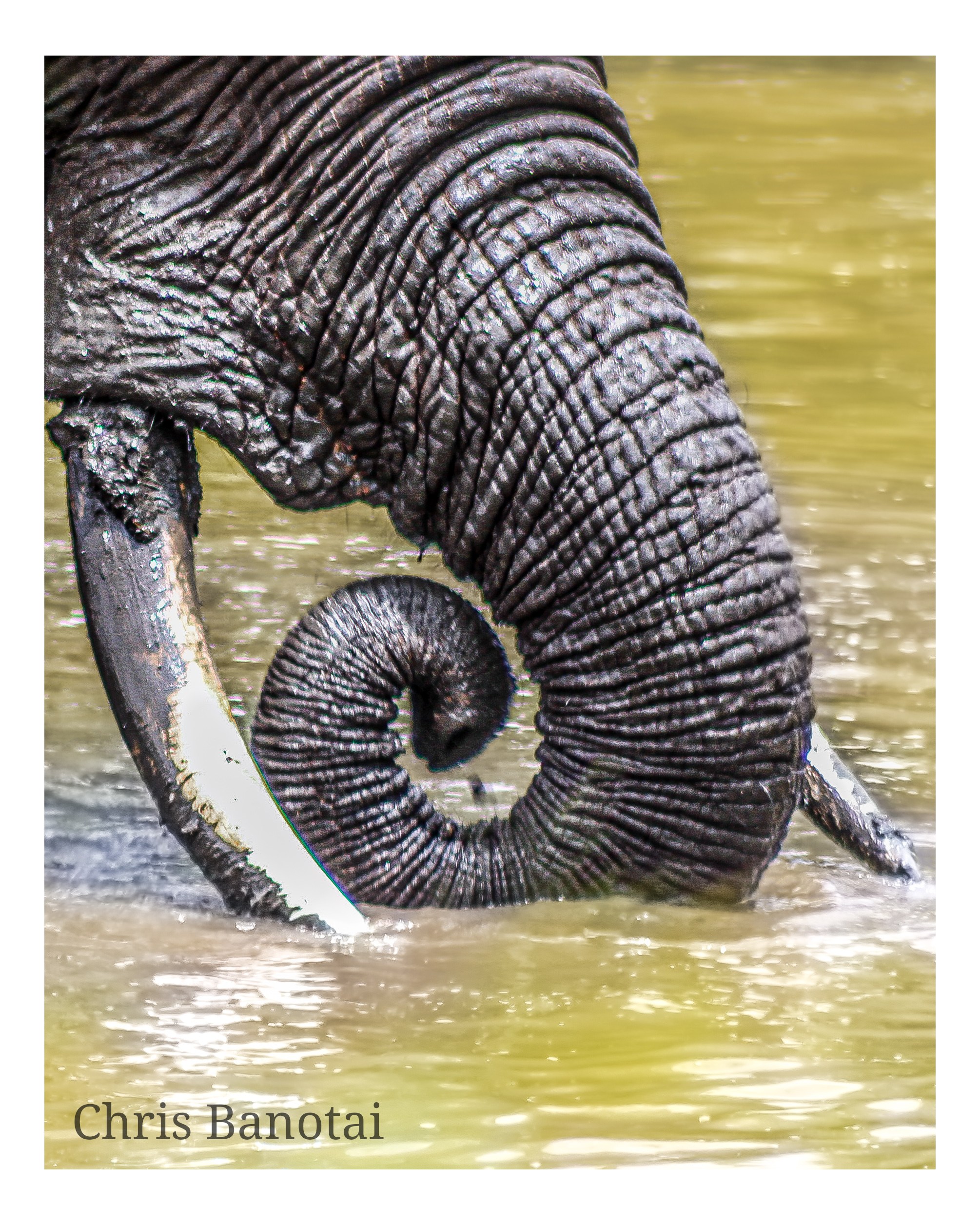 African elephant photograph from South Africa