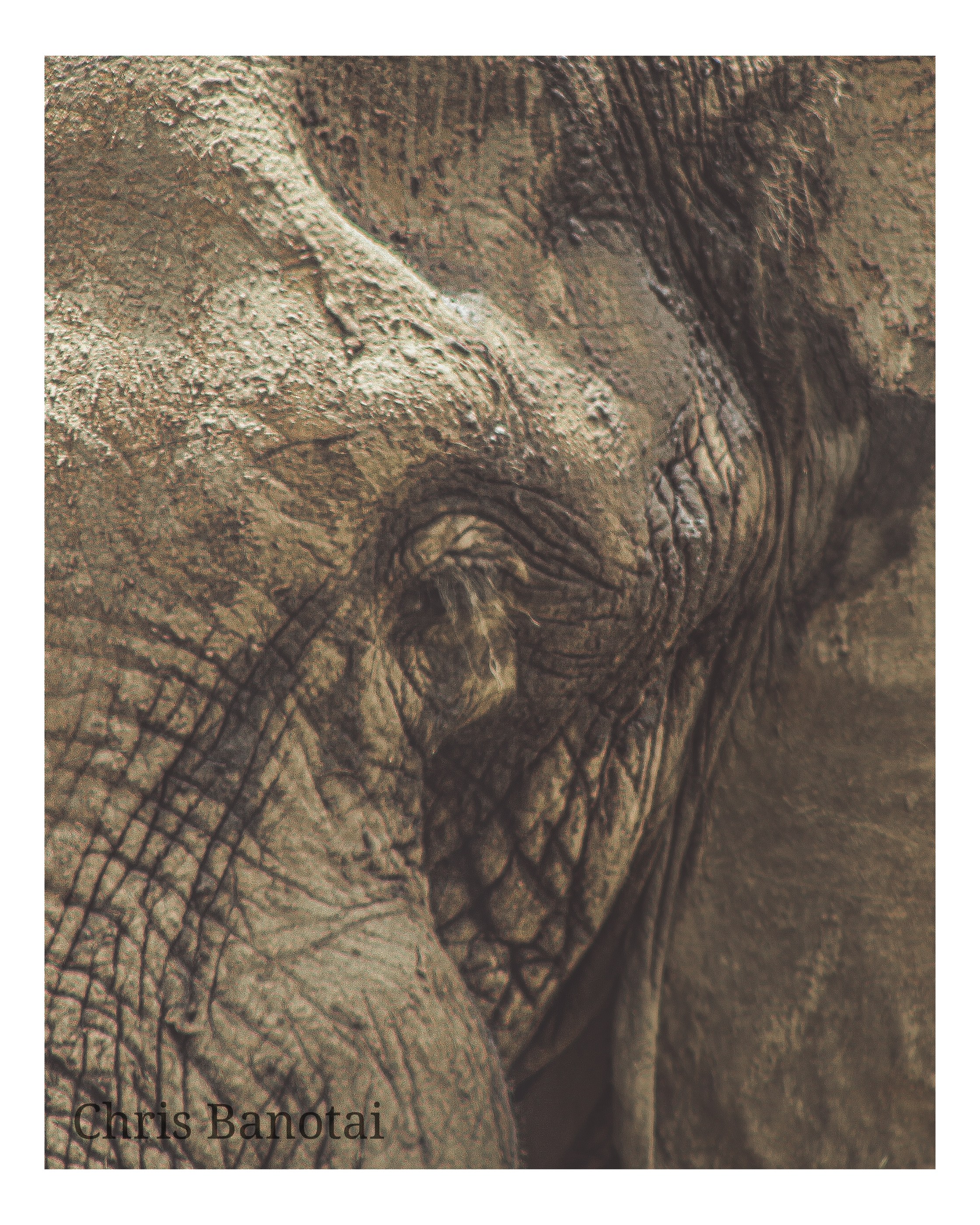 African elephant detail photographed by Chris Banotai