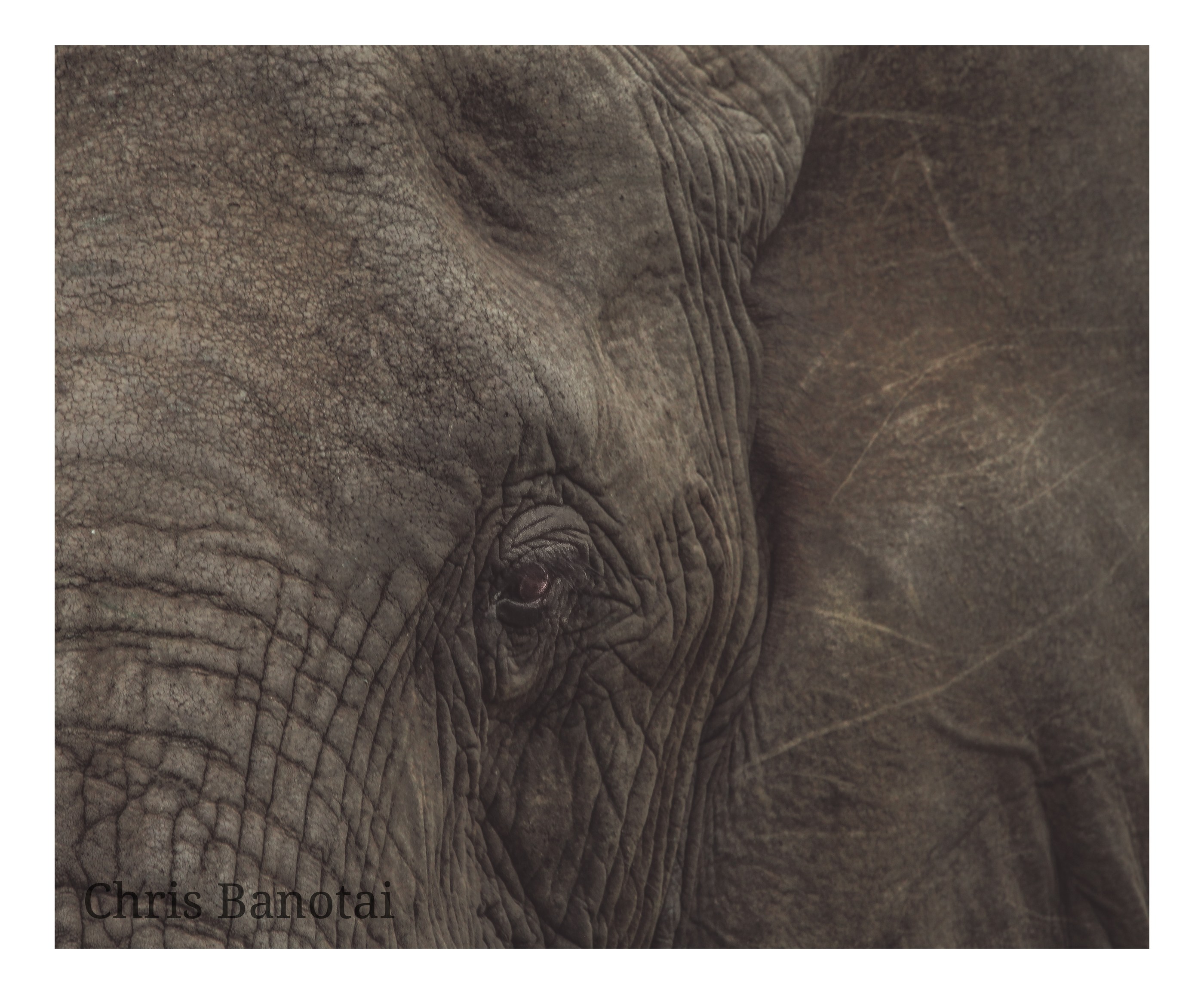 African elephant photograph by Chris Banotai