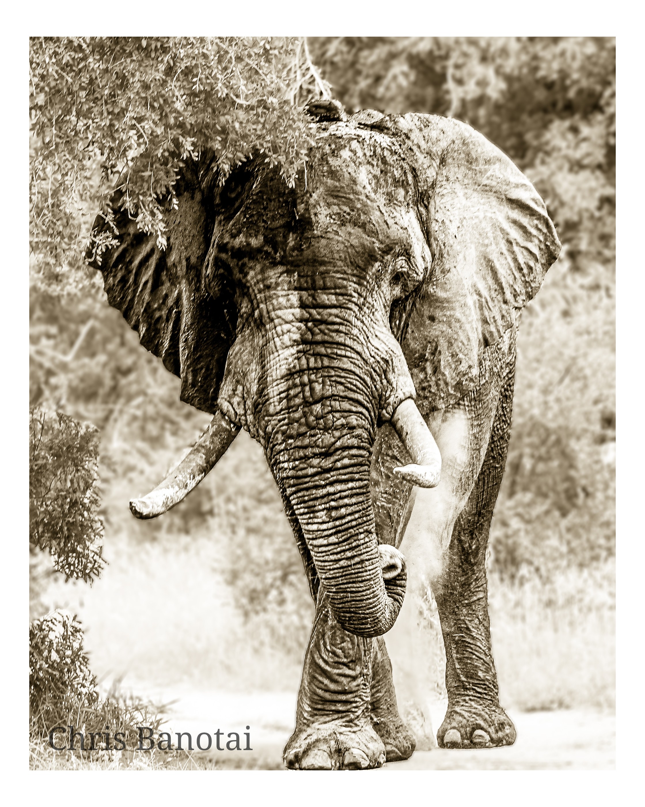 African elephant photographed for In the Land of Giants