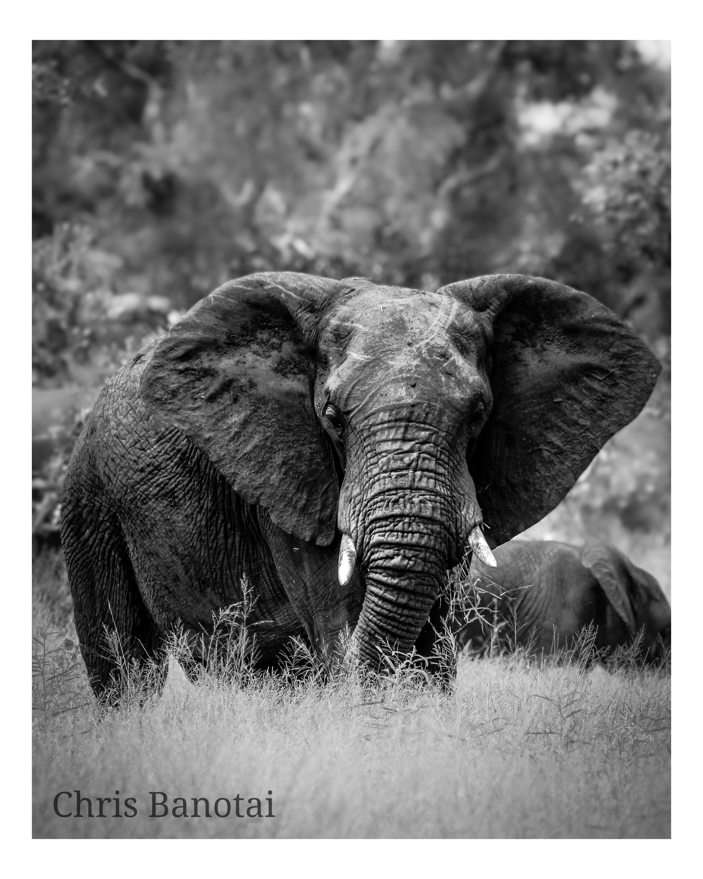 African elephant portrait photographed by Chris Banotai