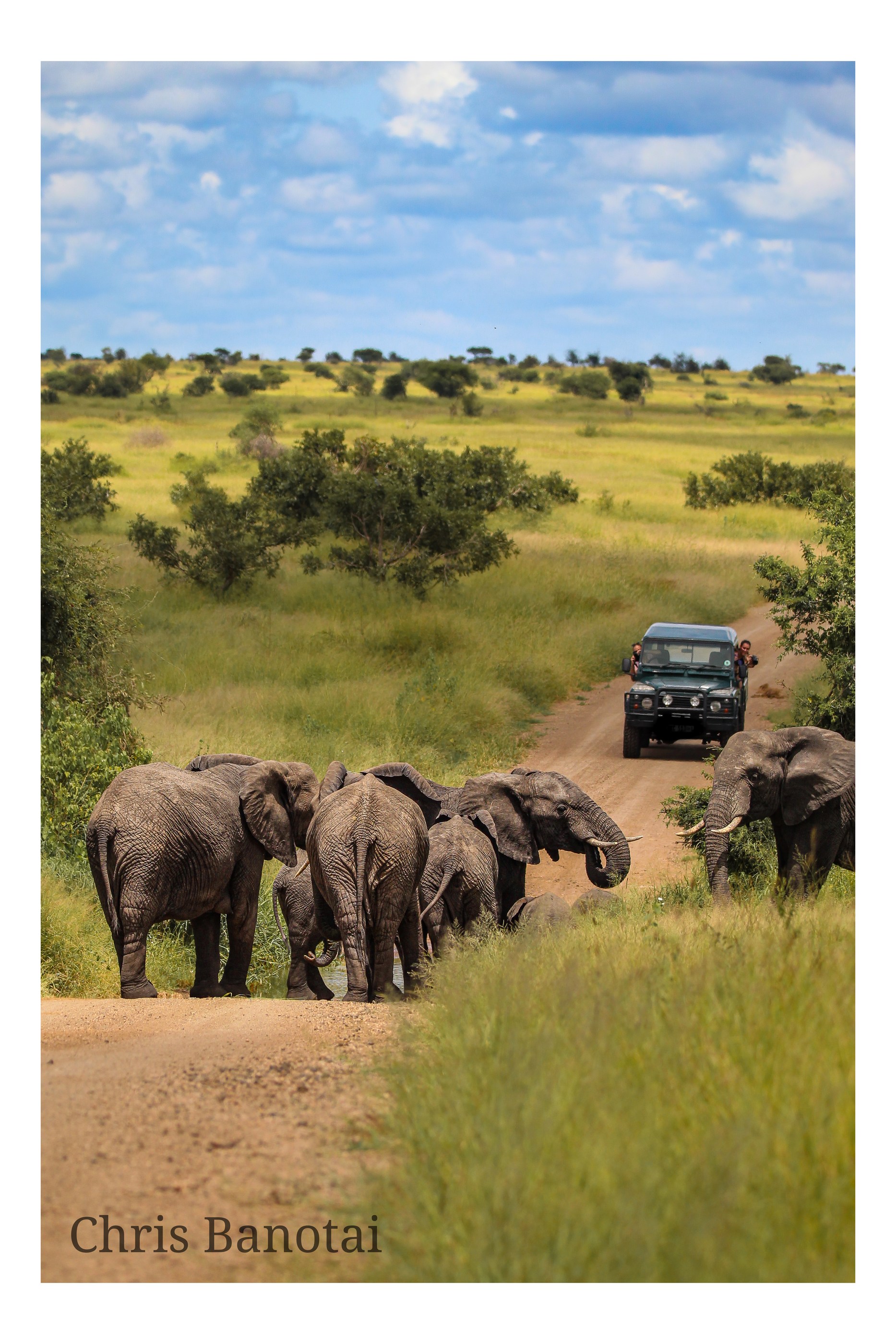 African elephant portrait