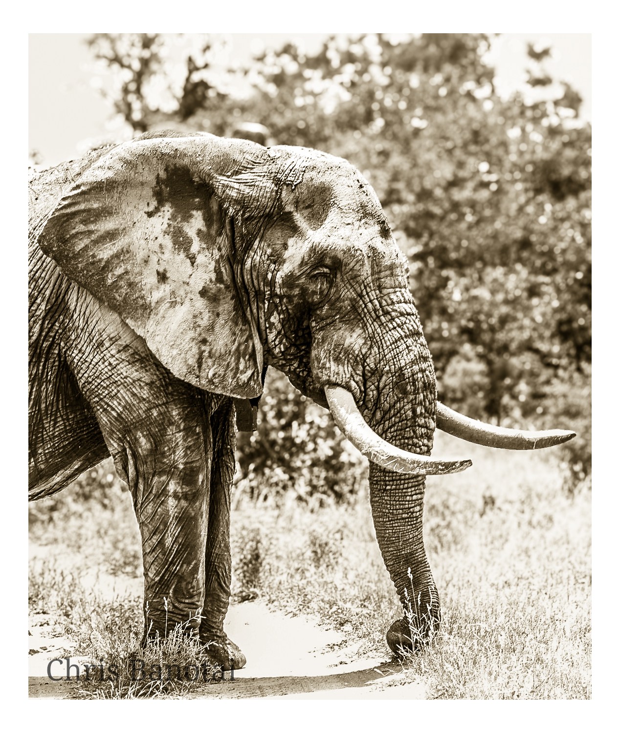 African elephant portrait by Chris Banotai