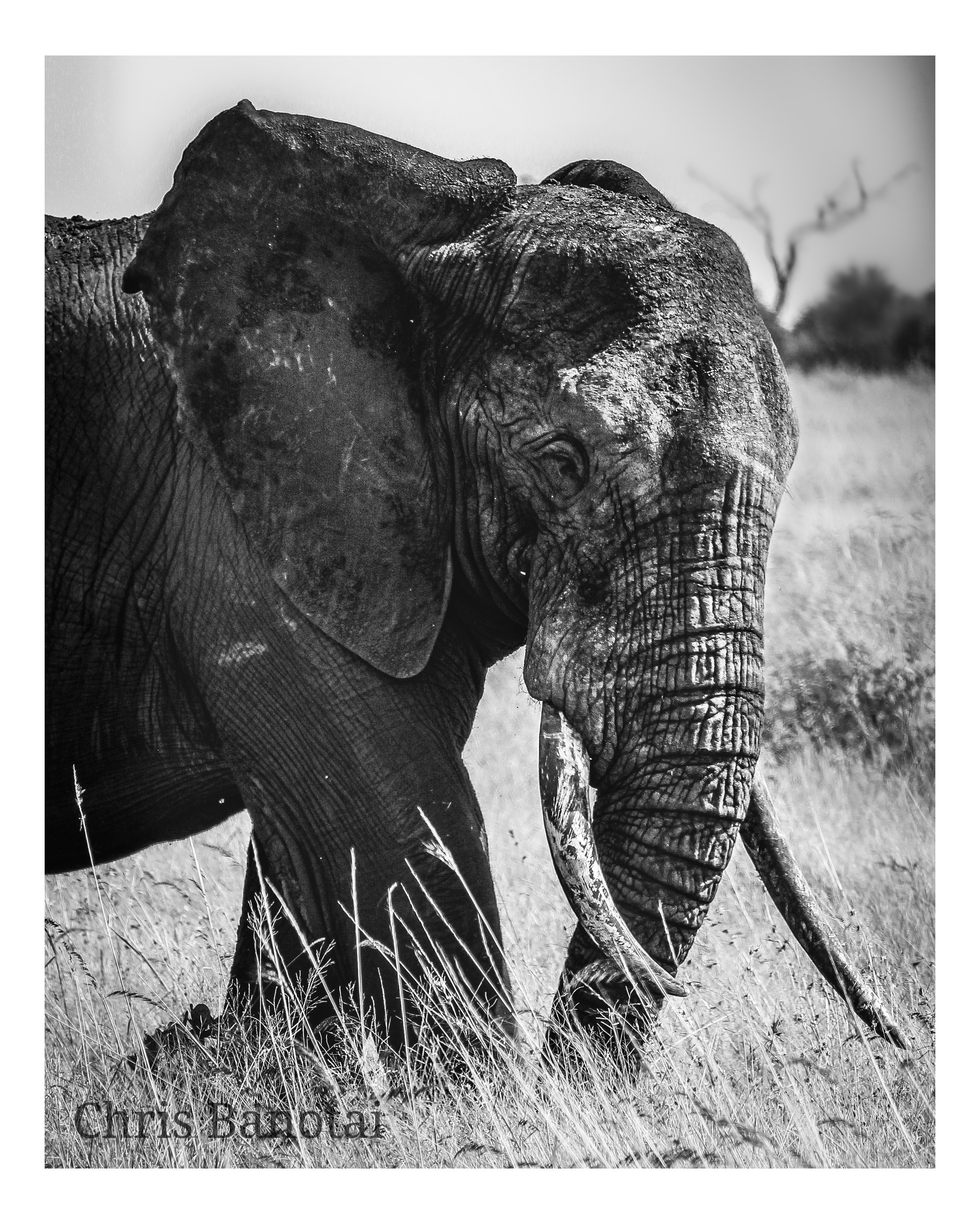 African elephant in the Greater Kruger Ecosystem