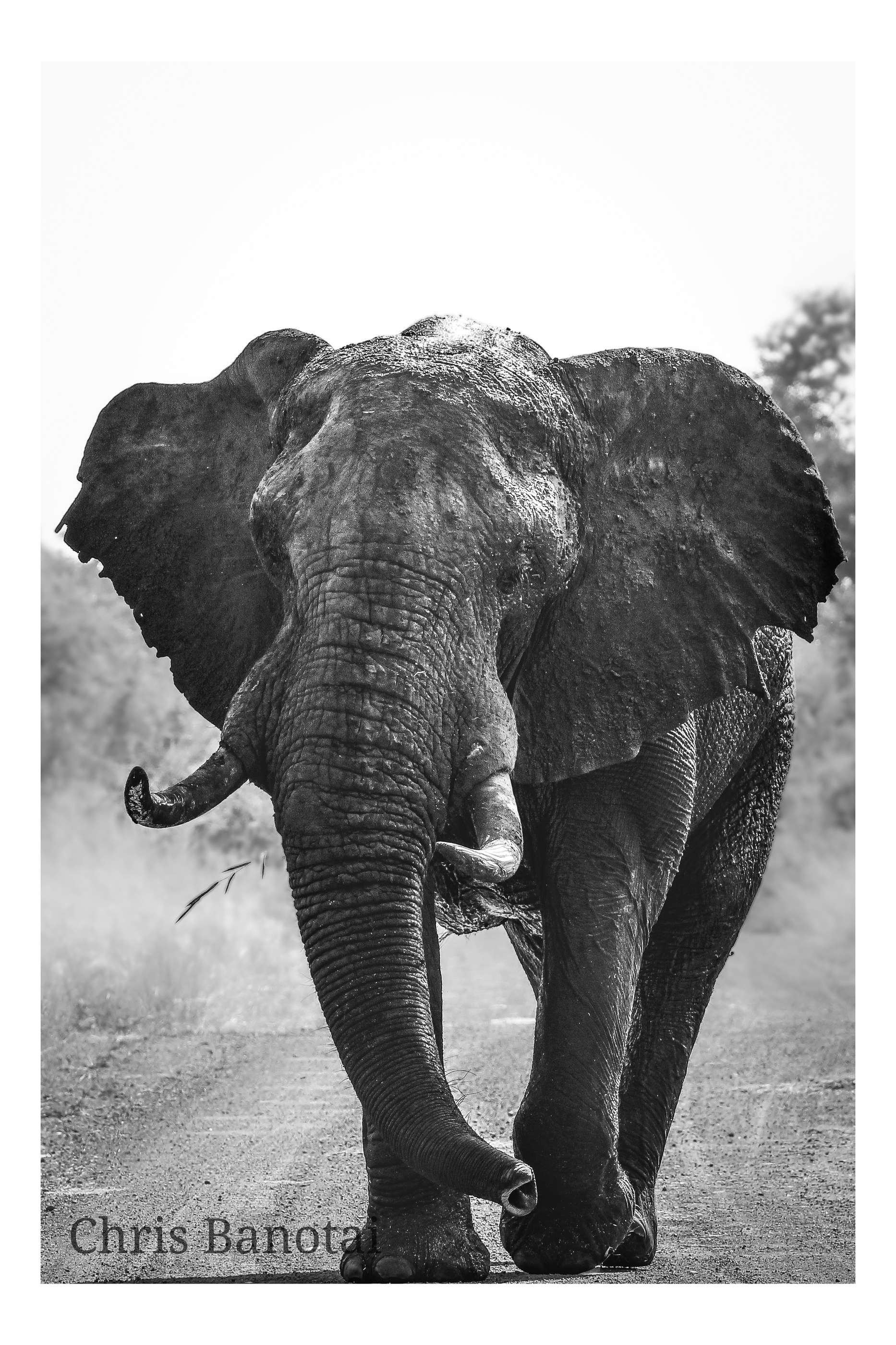 African elephant study from In the Land of Giants
