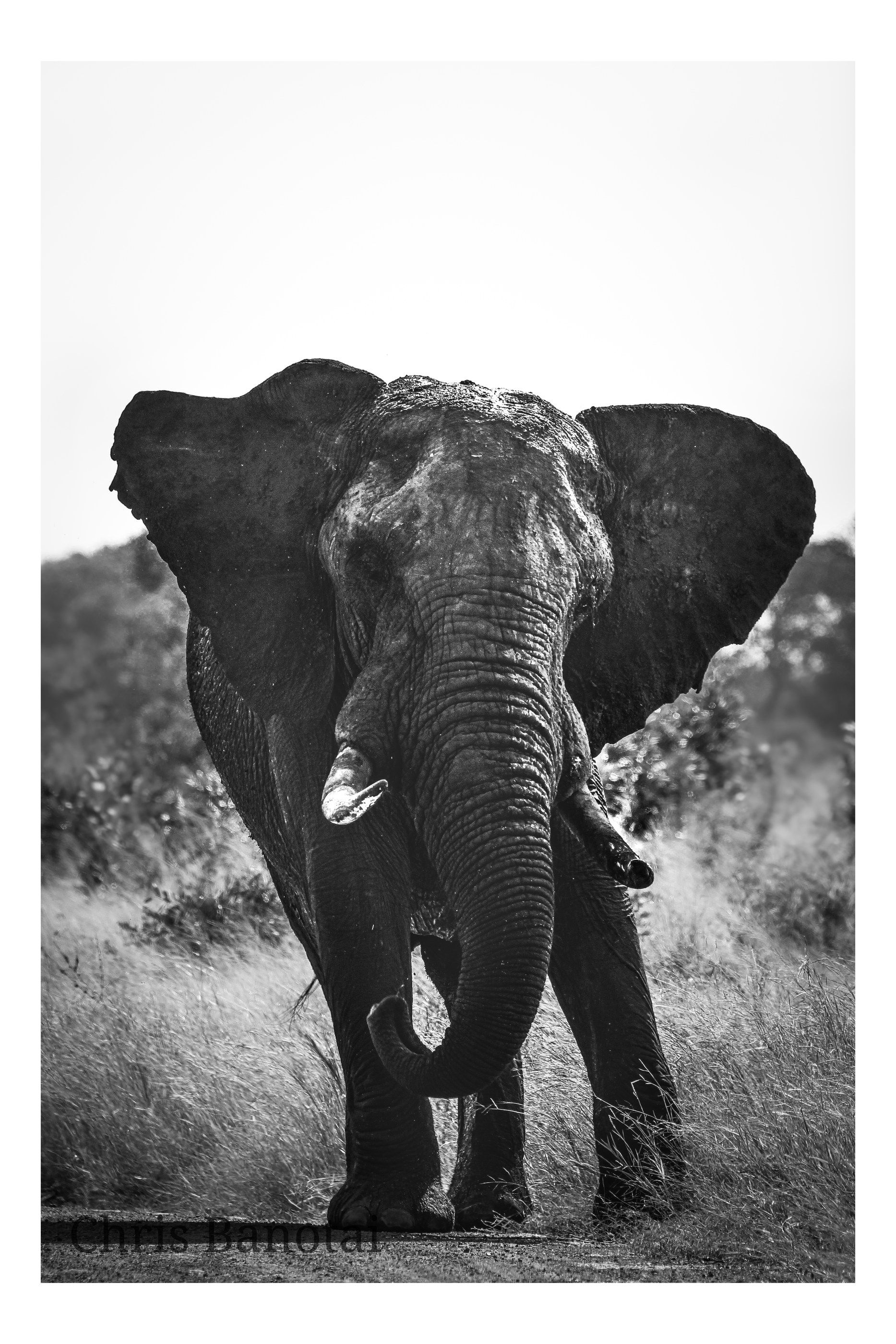 African elephant portrait in southern Africa