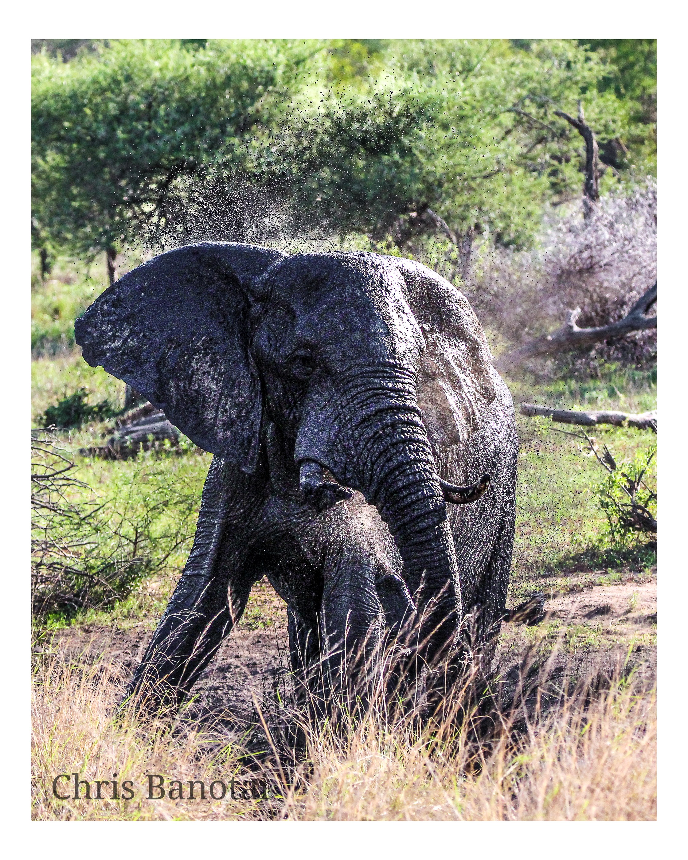 African elephant photographed in South Africa
