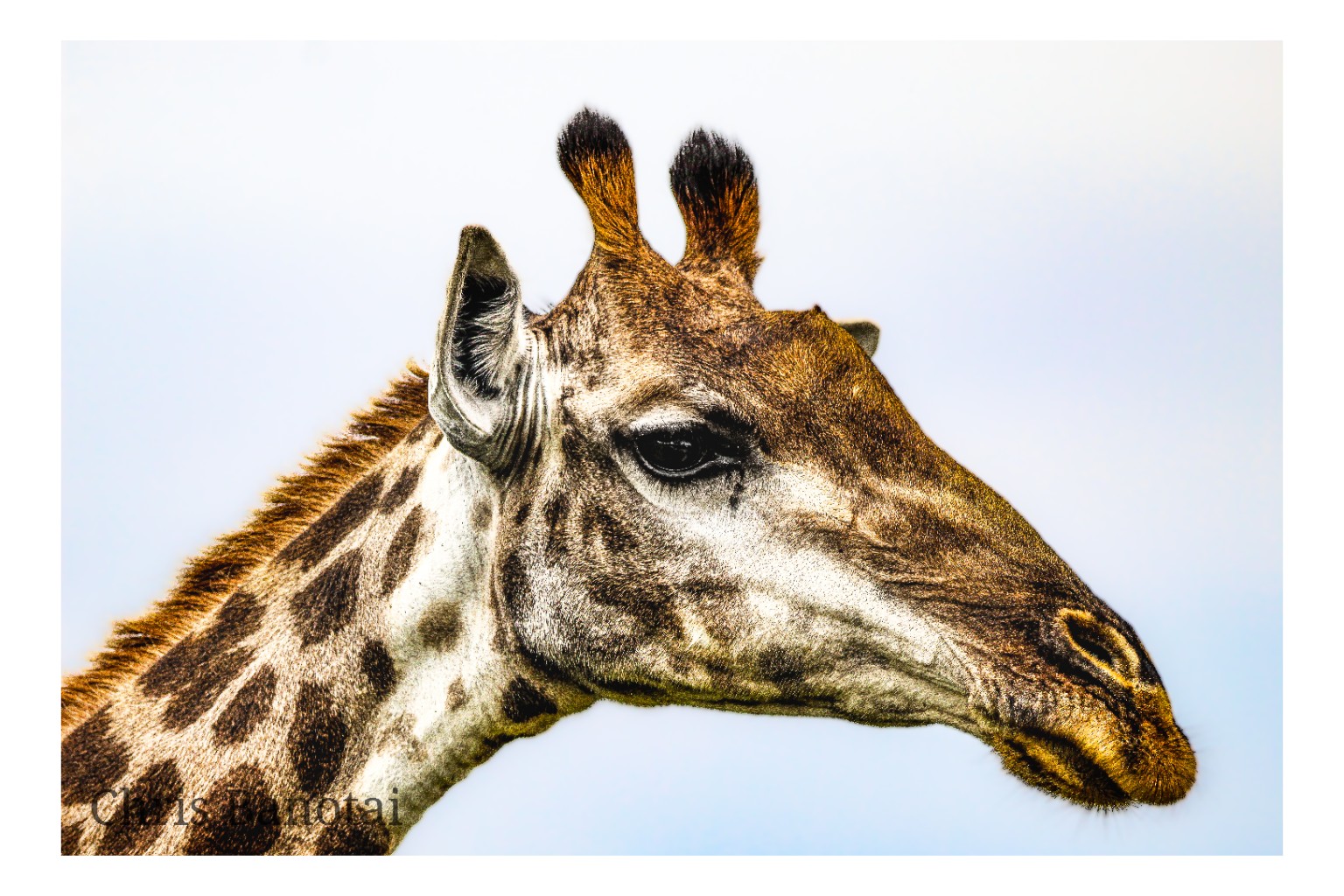 Close profile portrait of a giraffe against a pale sky.