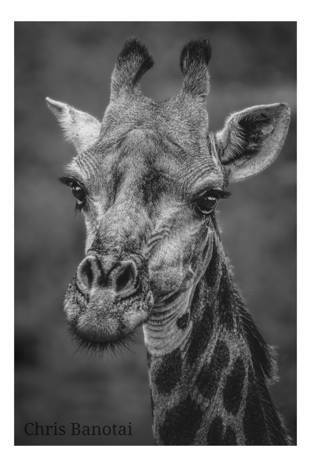 Black-and-white frontal portrait of a giraffe with long lashes and tufted ossicones.